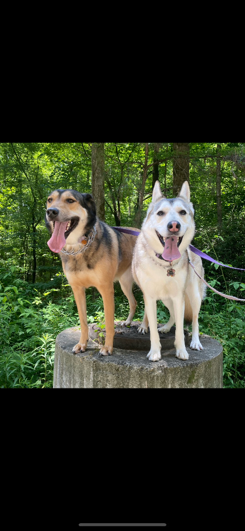 Khalessi , Adoptable, Young Female German Shepherd Dog.