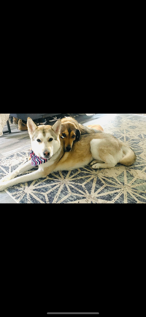 Enlarge Khalessi , a Adoptable German Shepherd Dog in Roswell, GA image 2/3