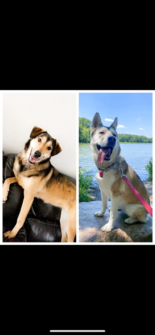 Enlarge Khalessi , a Adoptable German Shepherd Dog in Roswell, GA image 3/3