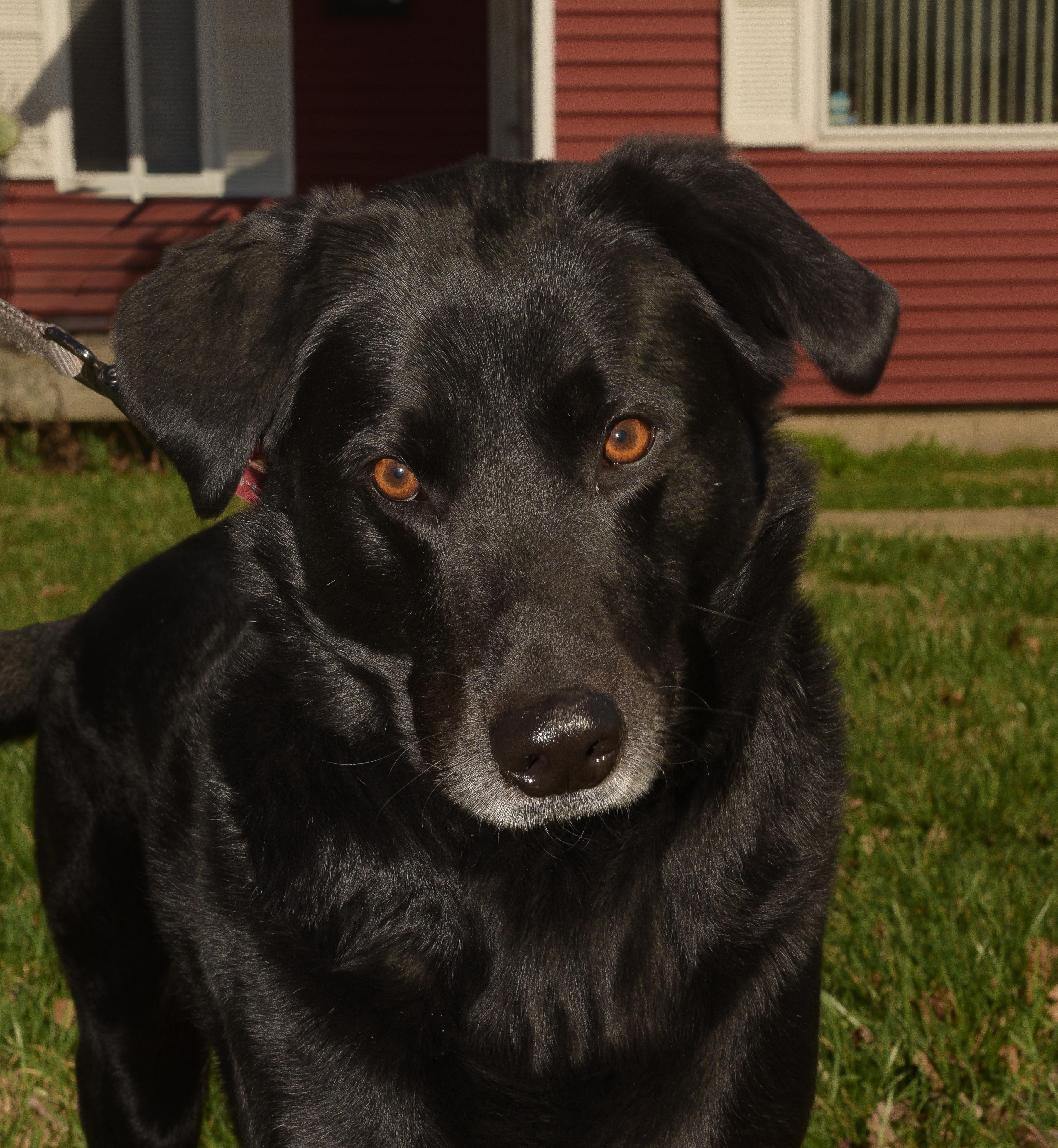 Enlarge Ford, a Adoptable Labrador Retriever in Indianapolis, IN image 1/6