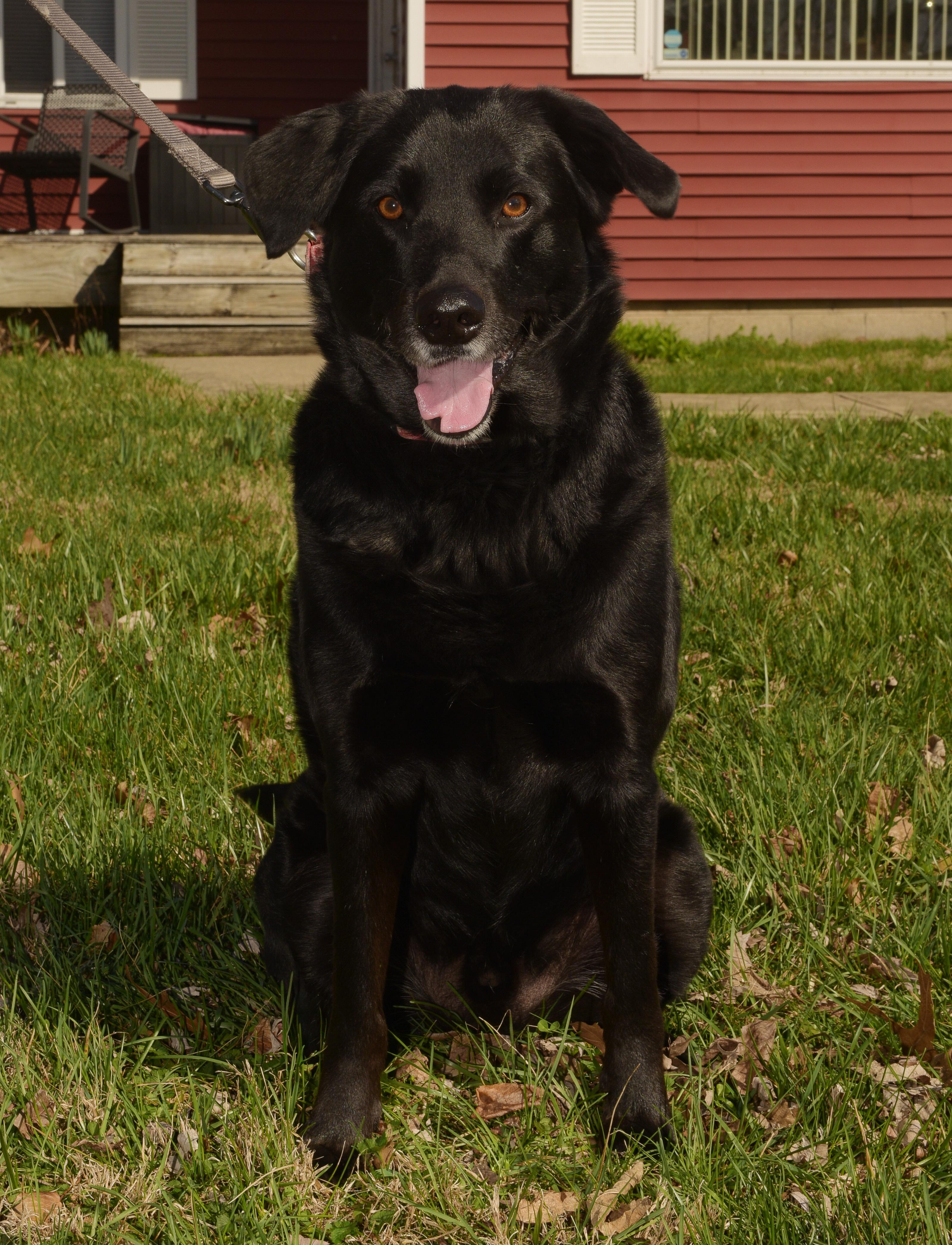Enlarge Ford, a Adoptable Labrador Retriever in Indianapolis, IN image 6/6