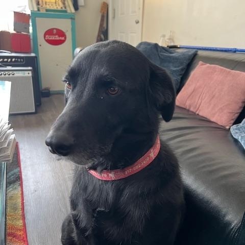 Enlarge Ford, a Adoptable Labrador Retriever in Indianapolis, IN image 1/4