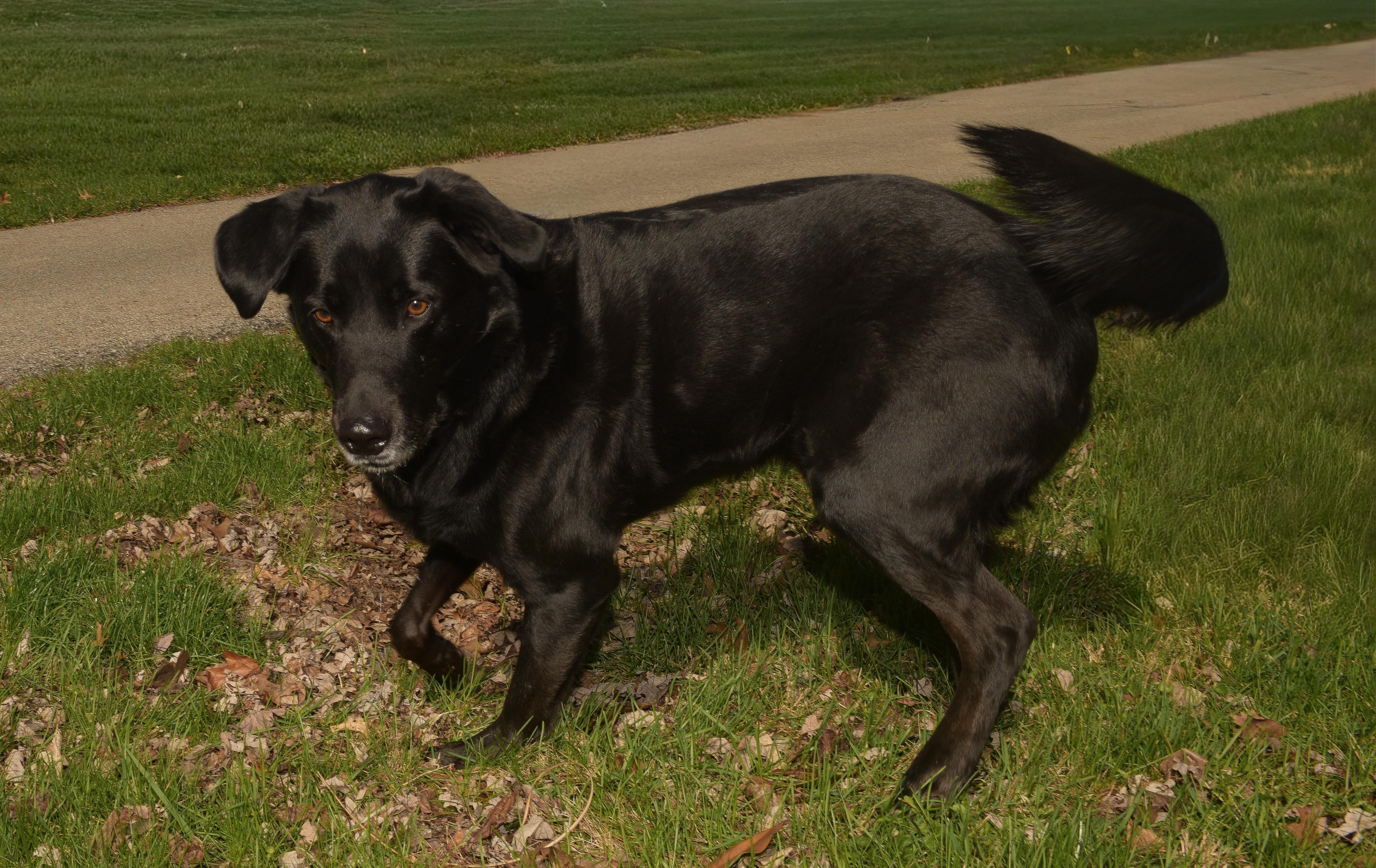 Enlarge Ford, a Adoptable Labrador Retriever in Indianapolis, IN image 5/6