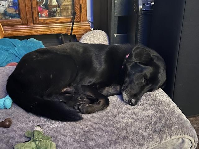 Enlarge Ford, a Adoptable Labrador Retriever in Indianapolis, IN image 4/4
