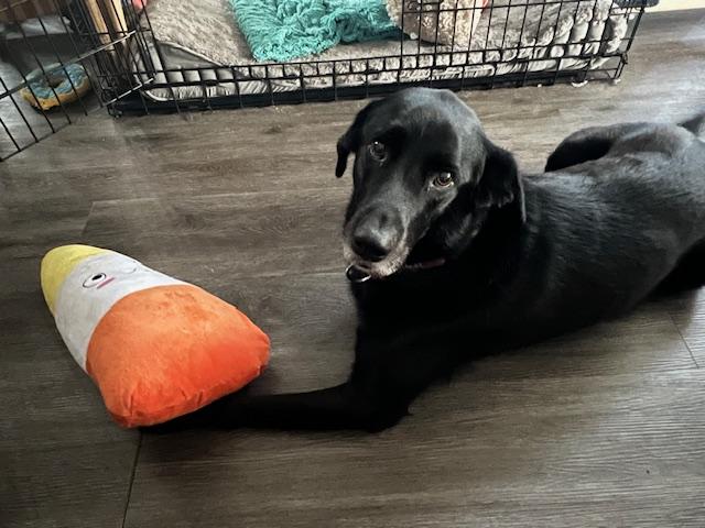 Enlarge Ford, a Adoptable Labrador Retriever in Indianapolis, IN image 2/4