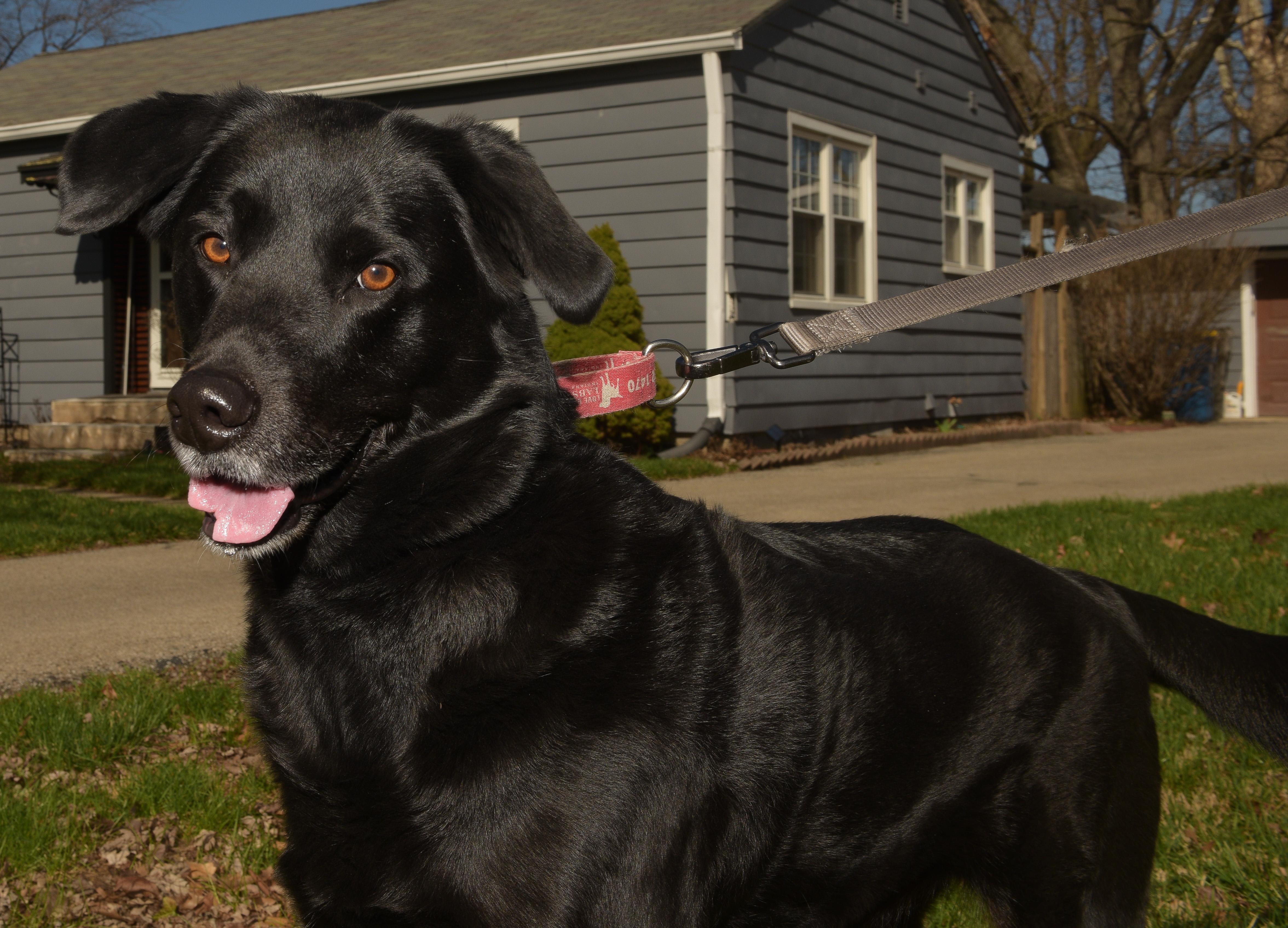 Enlarge Ford, a Adoptable Labrador Retriever in Indianapolis, IN image 4/6