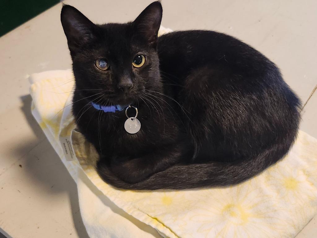 Enlarge Meadow, a Adoptable mixed breed in Rice Lake, WI image 1/1