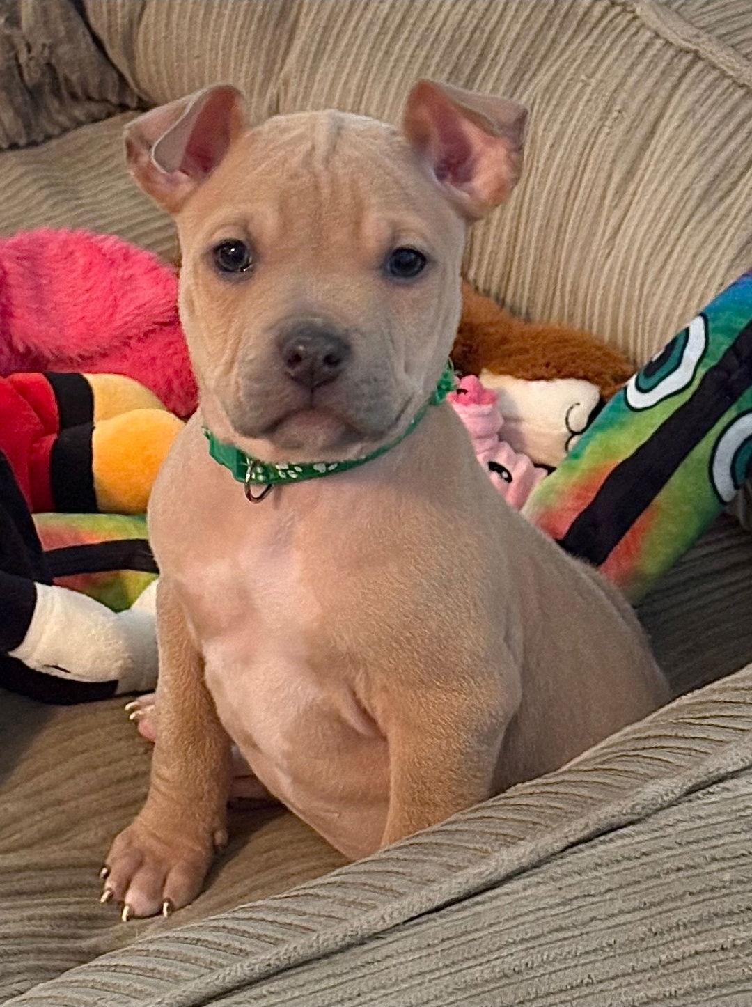 Enlarge Axle, a Adoptable mixed breed in Belleville, MI image 1/3