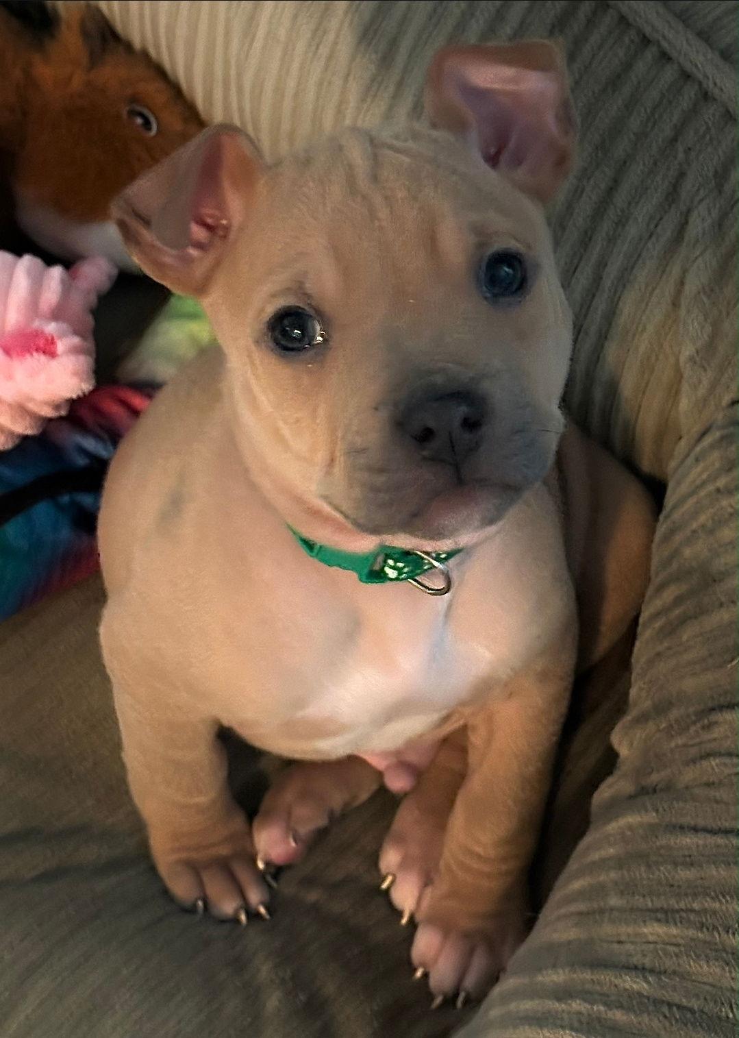 Enlarge Axle, a Adoptable mixed breed in Belleville, MI image 2/3