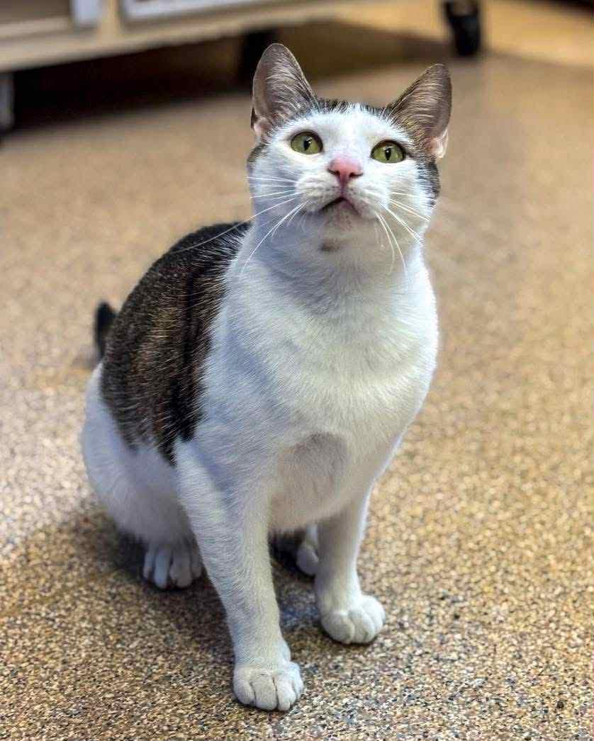 Magnolia, a Adoptable Domestic Short Hair in Fremont, MI image 1/4