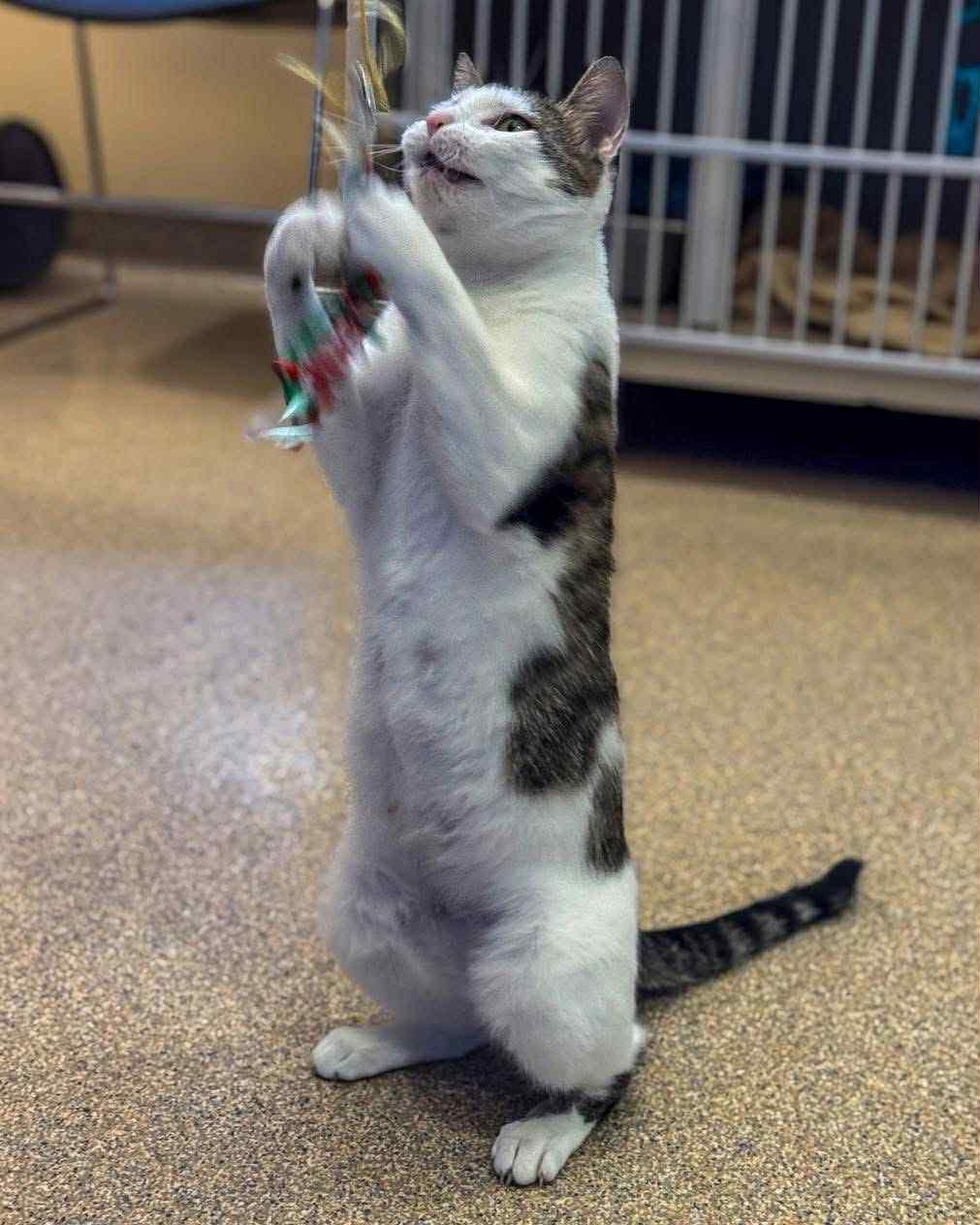 Magnolia, a Adoptable Domestic Short Hair in Fremont, MI image 2/4