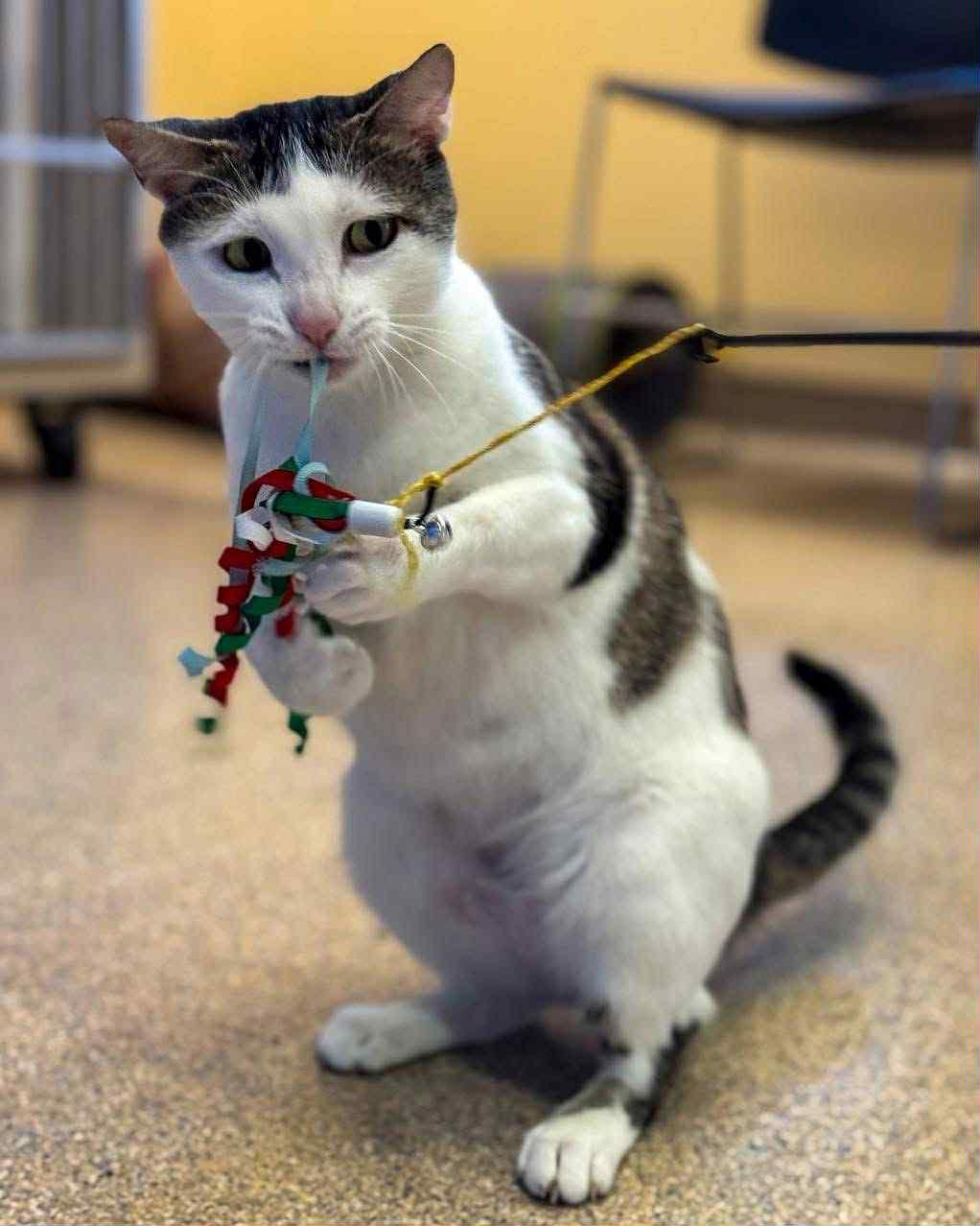 Magnolia, a Adoptable Domestic Short Hair in Fremont, MI image 3/4