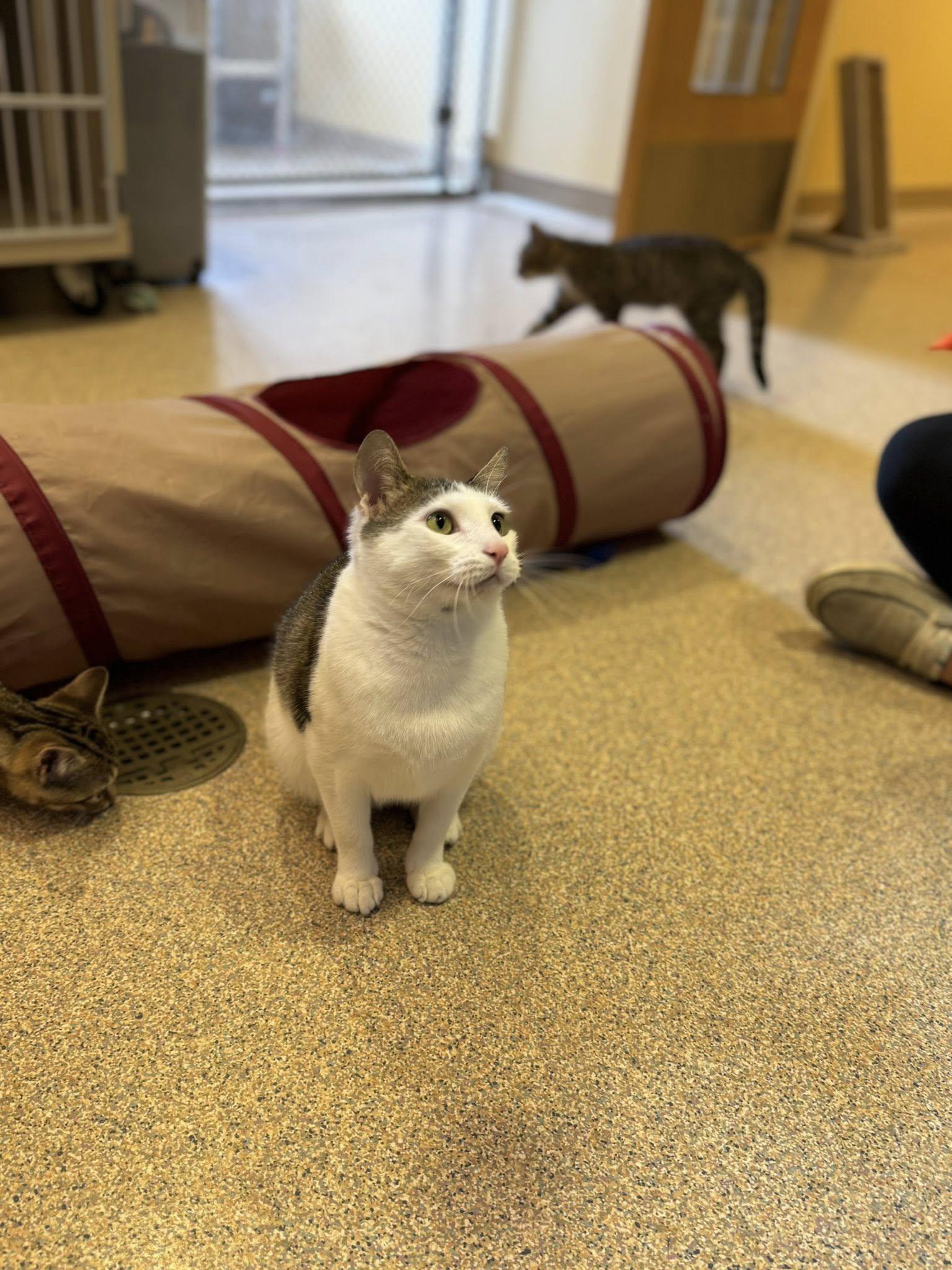 Magnolia, a Adoptable Domestic Short Hair in Fremont, MI image 4/4