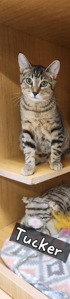 Tucker, Adoptable, Young Male Domestic Short Hair.