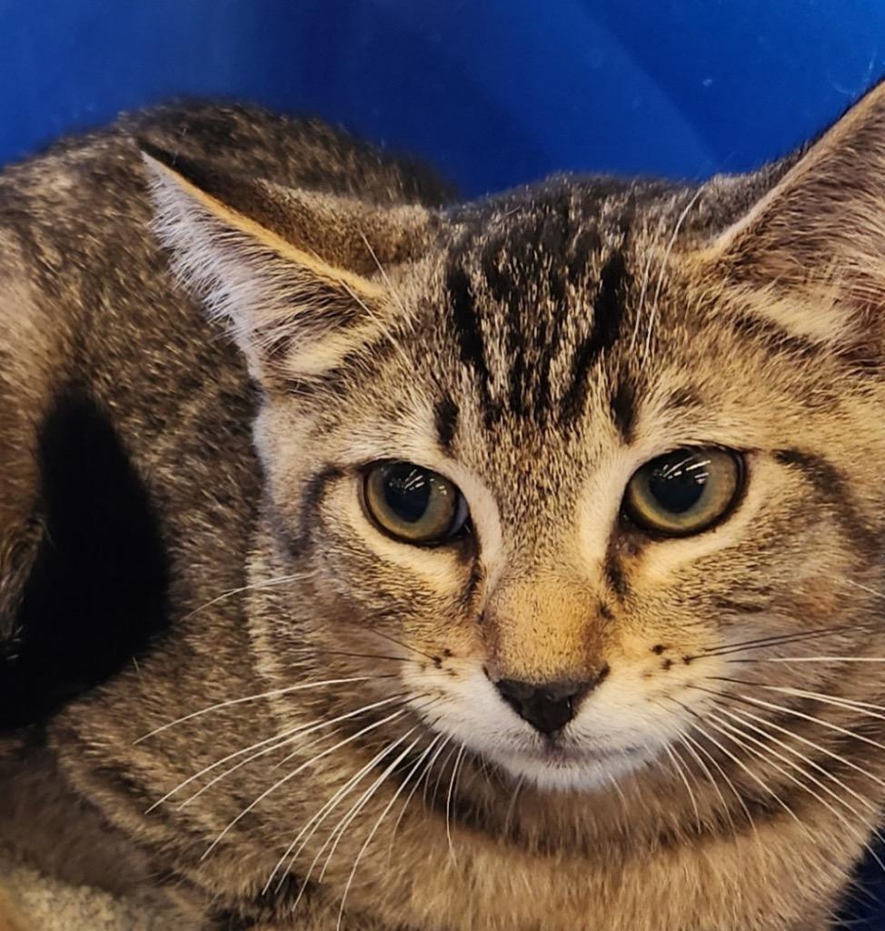 Enlarge Tucker, a Adoptable mixed breed in Tampa, FL image 2/2