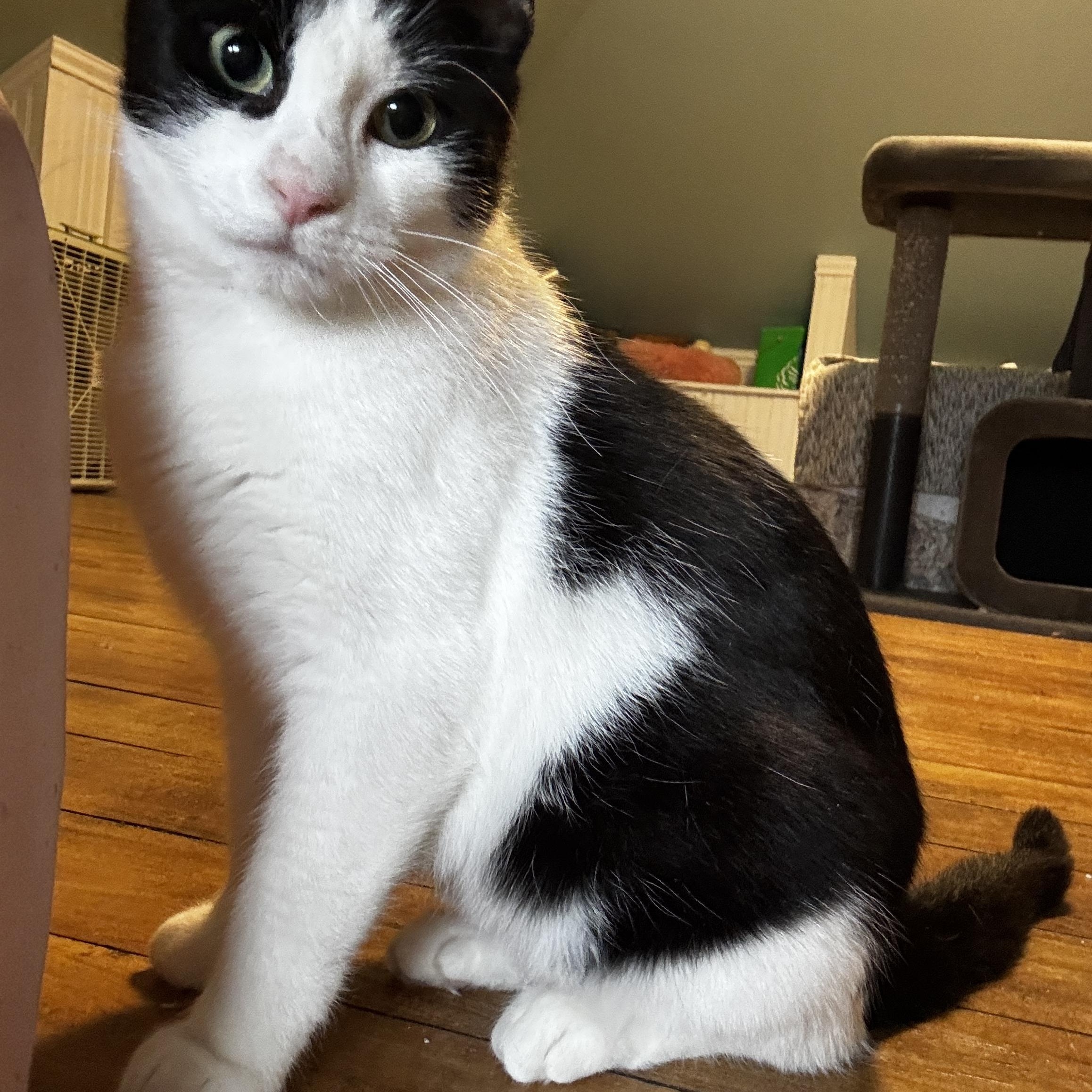 POLLY, a Adoptable Tuxedo in Shakespeare, ON image 4/6