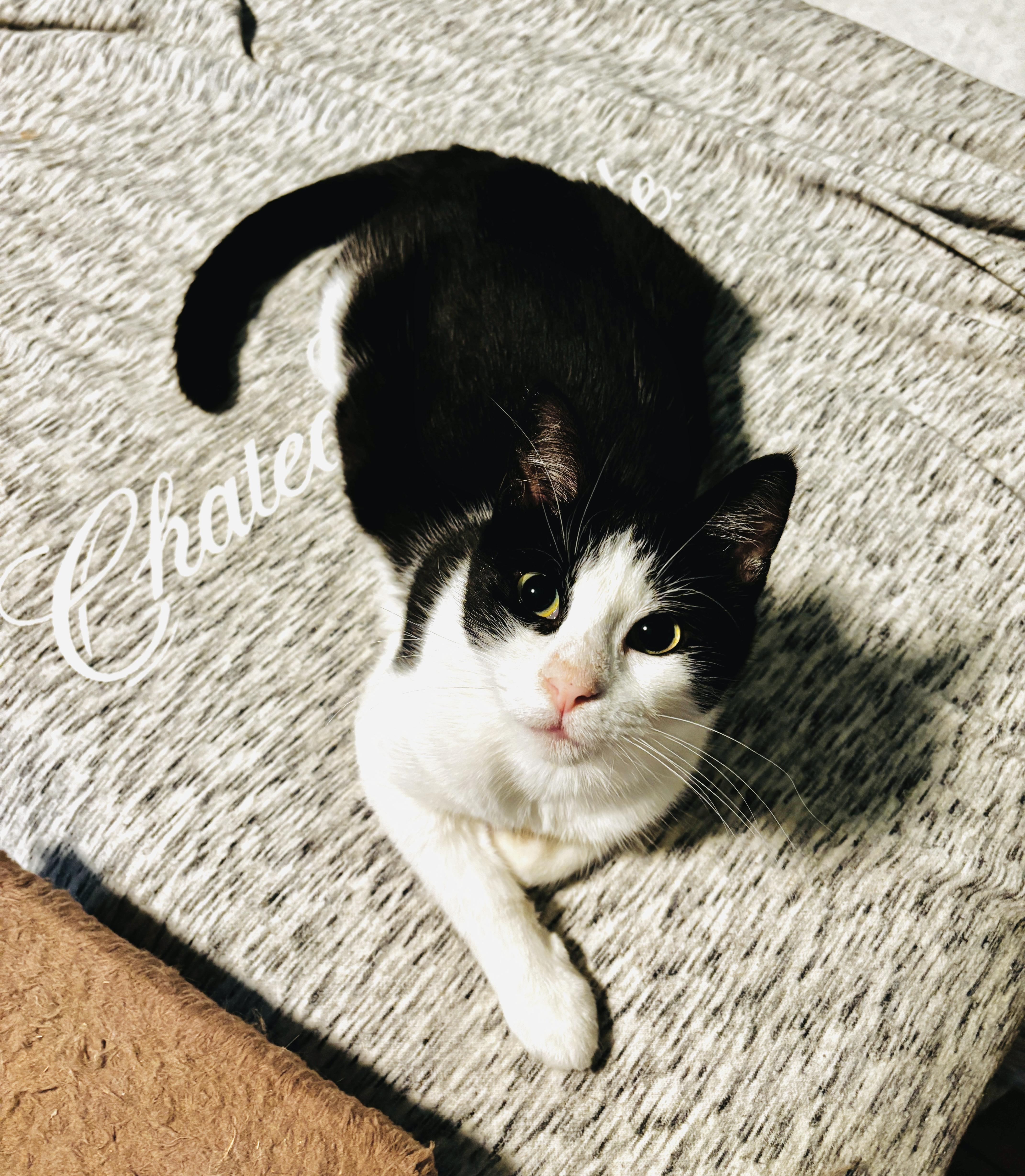 POLLY, Adult Female Tuxedo