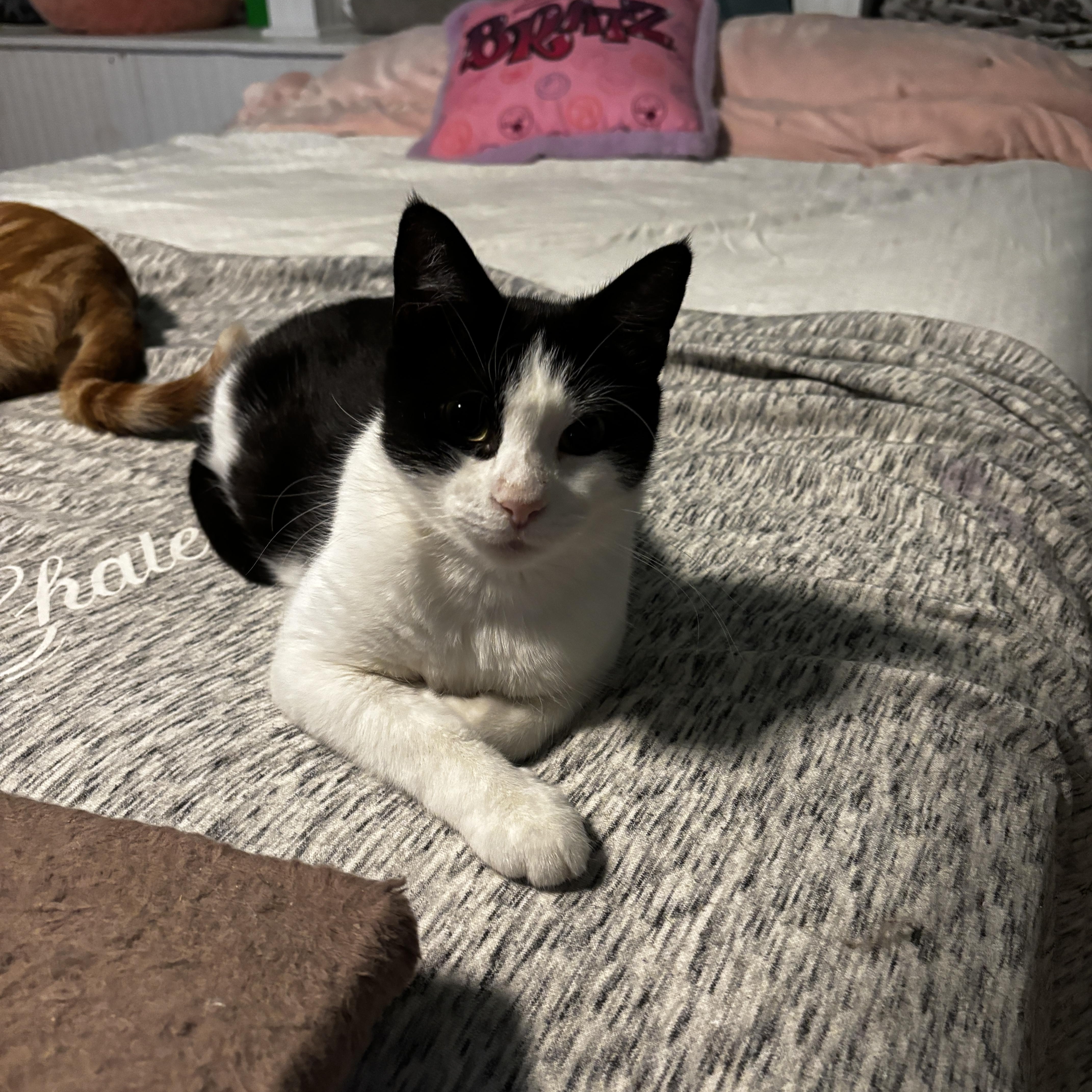 POLLY, a Adoptable Tuxedo in Shakespeare, ON image 6/6