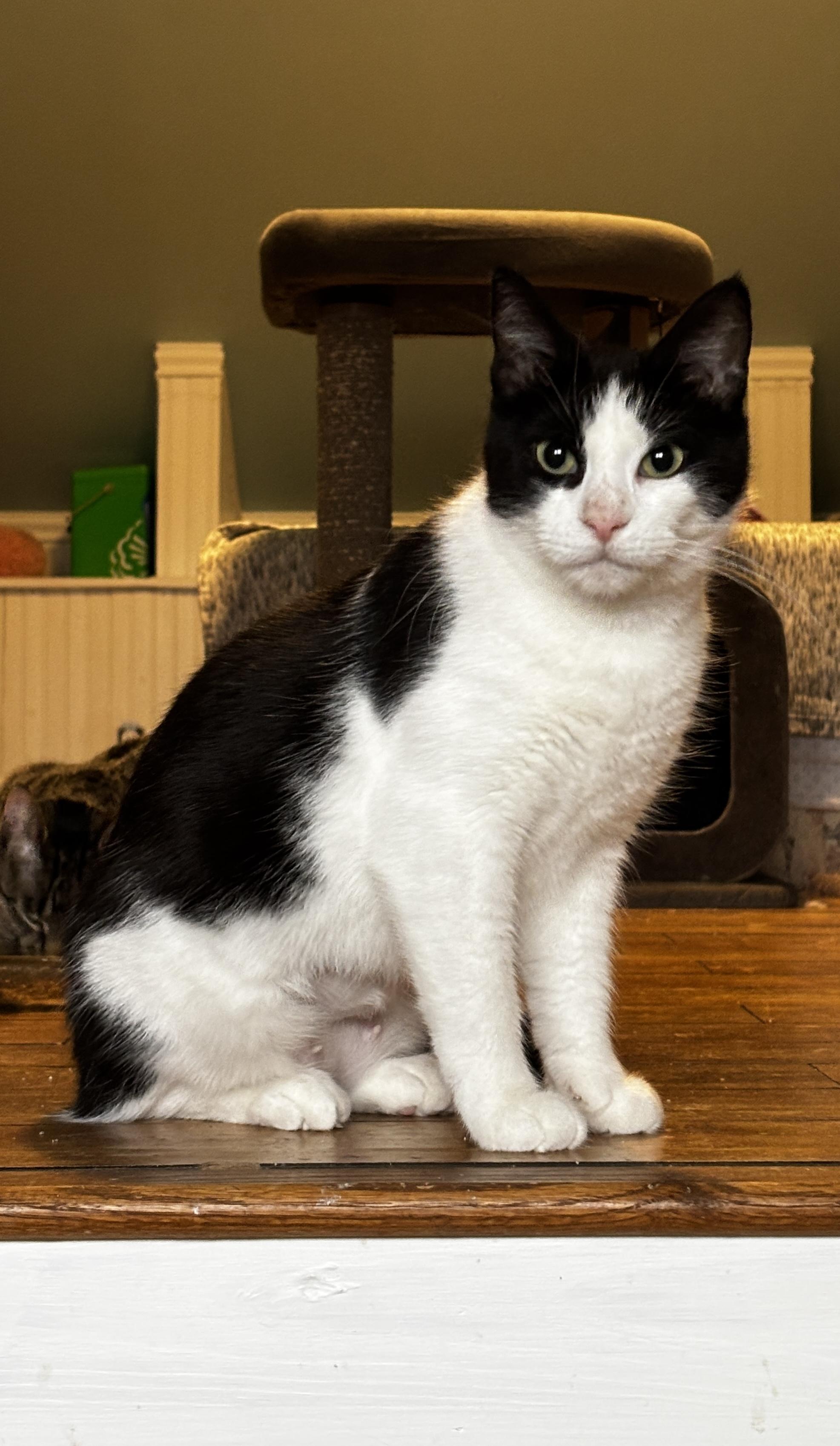 POLLY, a Adoptable Tuxedo in Shakespeare, ON image 3/6