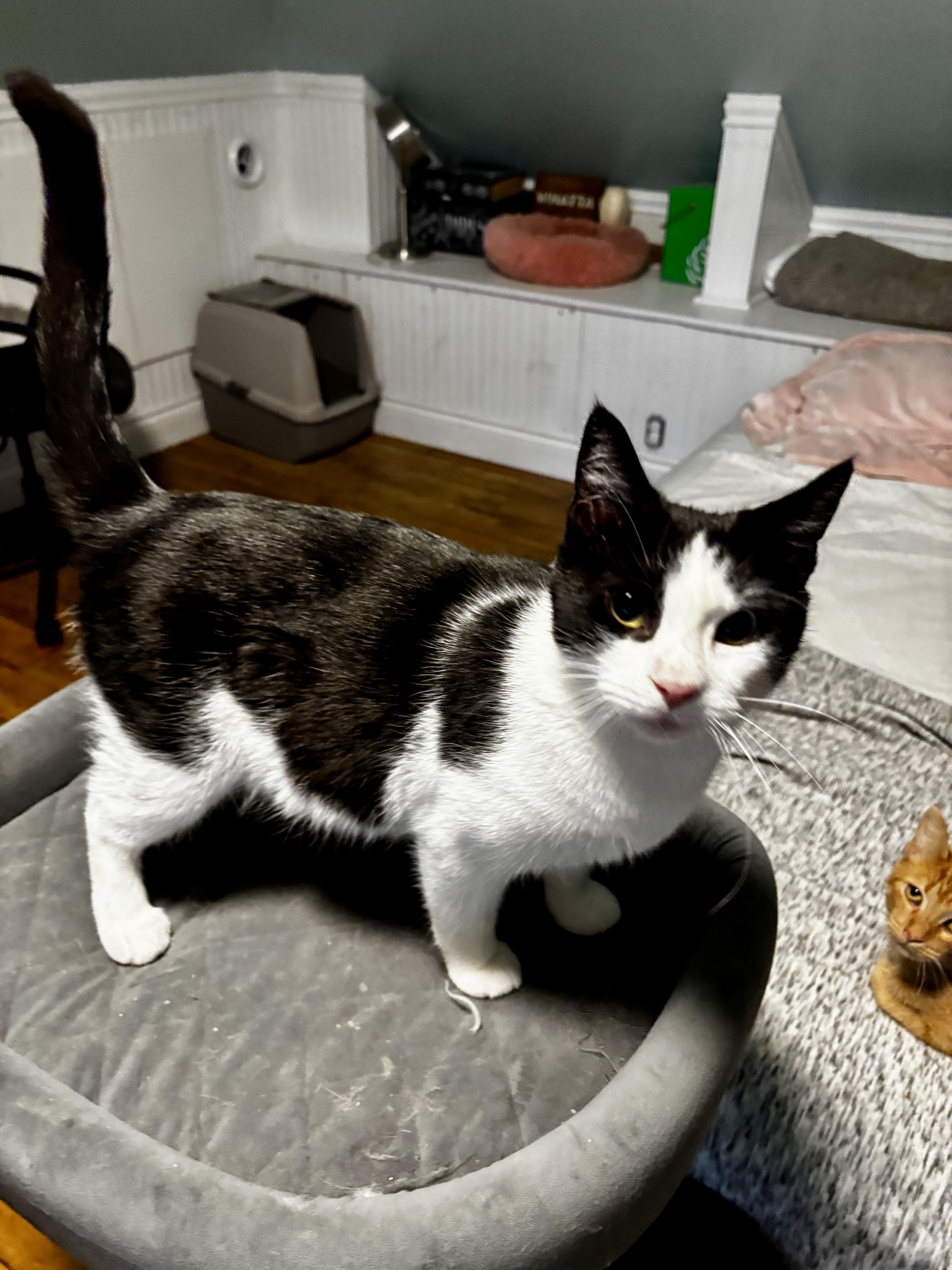 POLLY, a Adoptable Tuxedo in Shakespeare, ON image 5/6