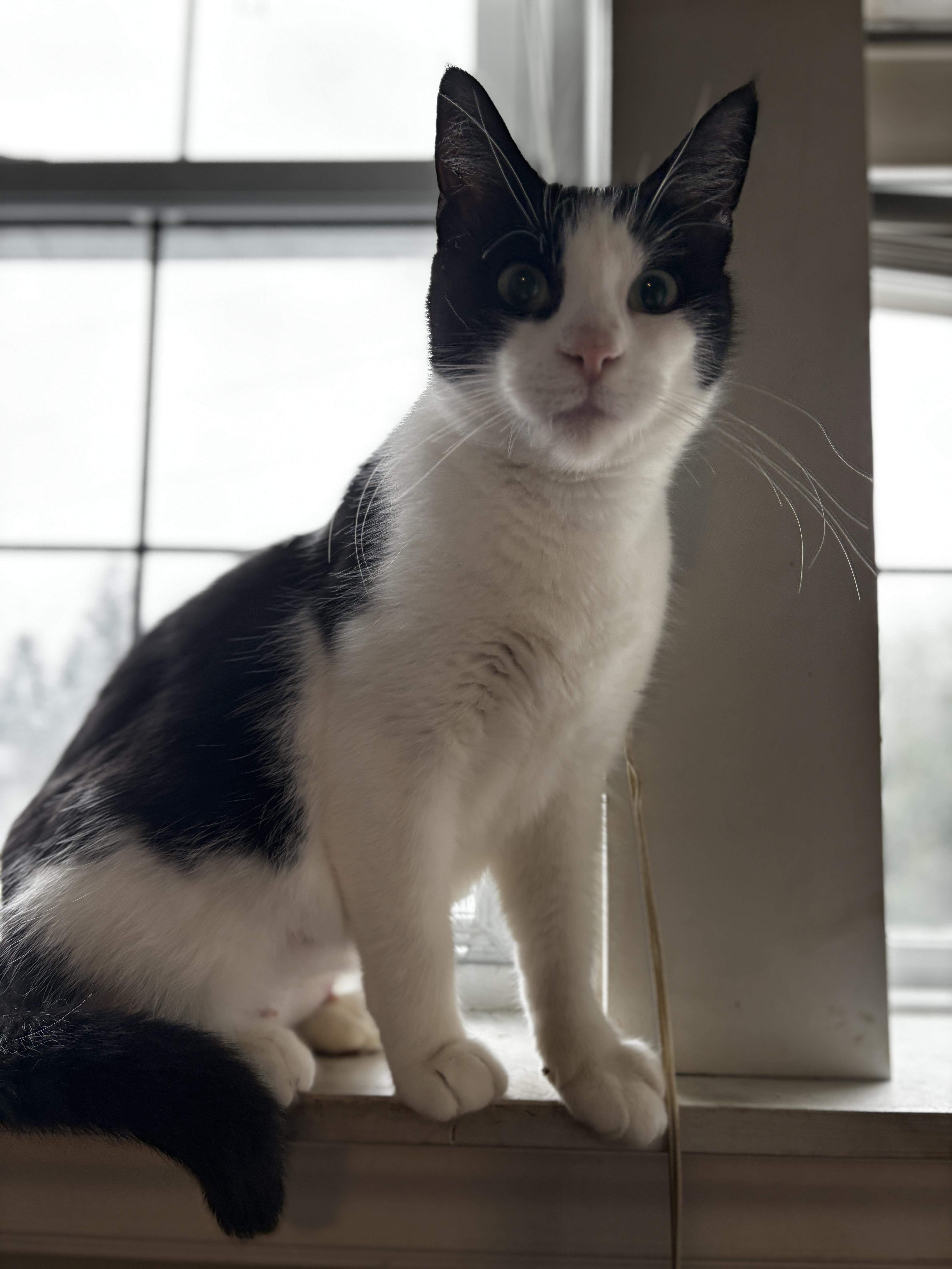 POLLY, a Adoptable Tuxedo in Shakespeare, ON image 2/6