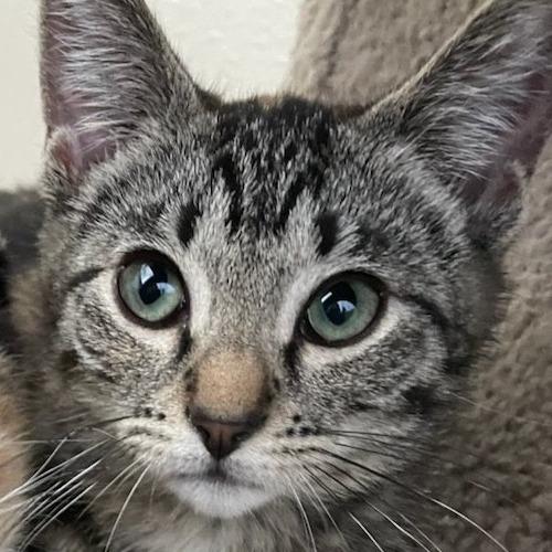 Dottie, Adoptable, Kitten Female Domestic Short Hair.