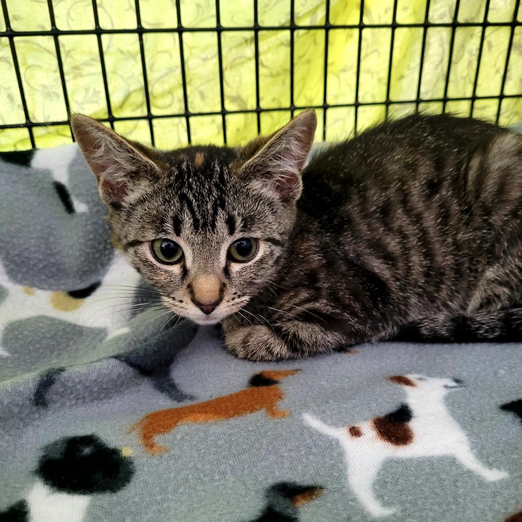 Enlarge Dottie, a Adoptable Domestic Short Hair in Allyn, WA image 2/2