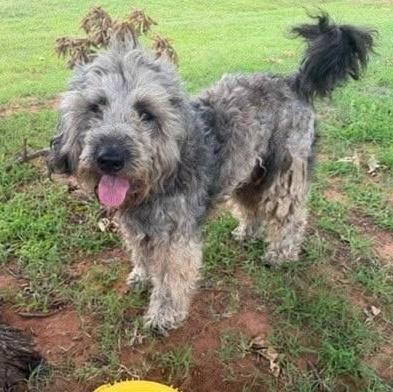 Doodley, Adoptable, Young Male Aussiedoodle.