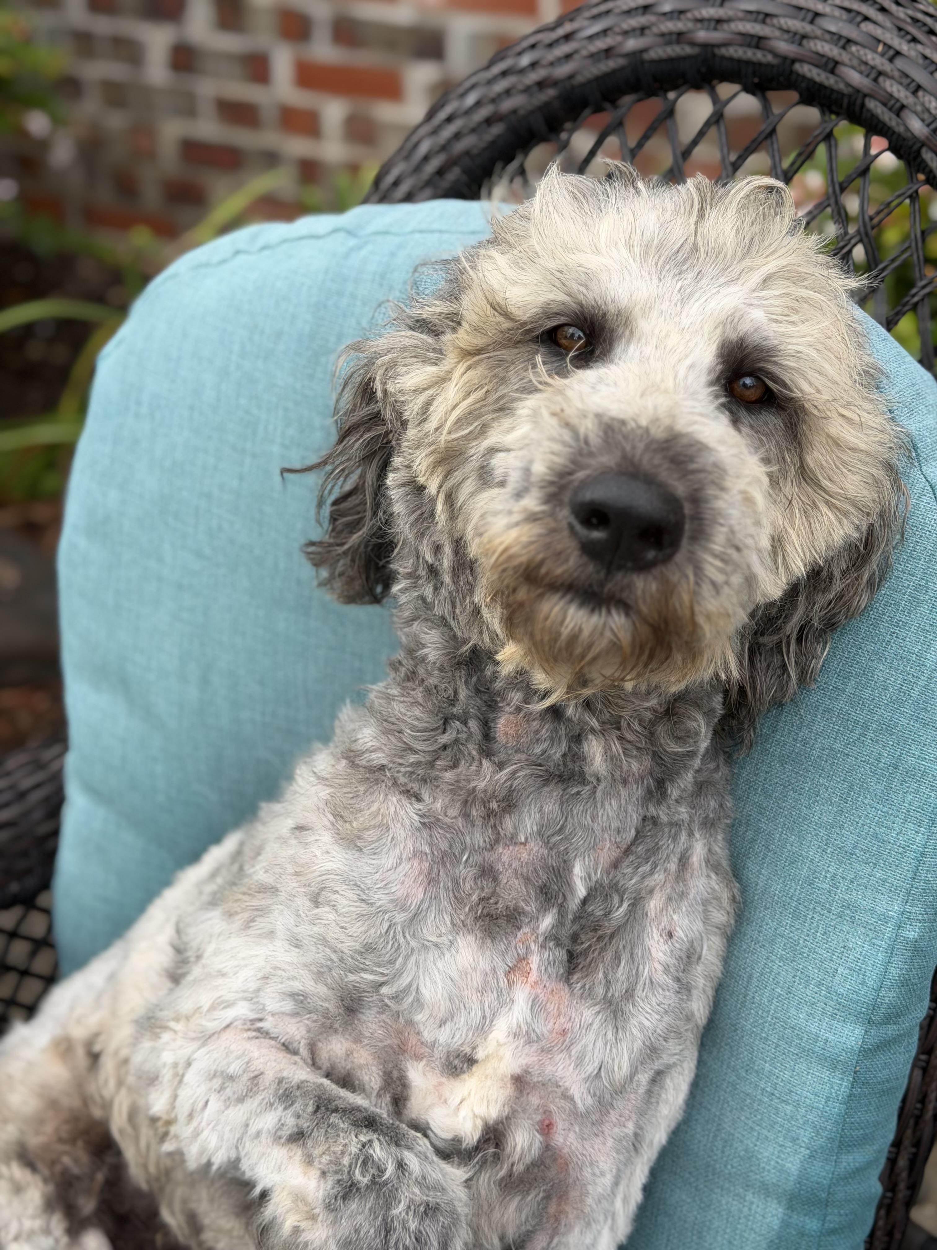 Doodley, Adoptable, Young Male Aussiedoodle.