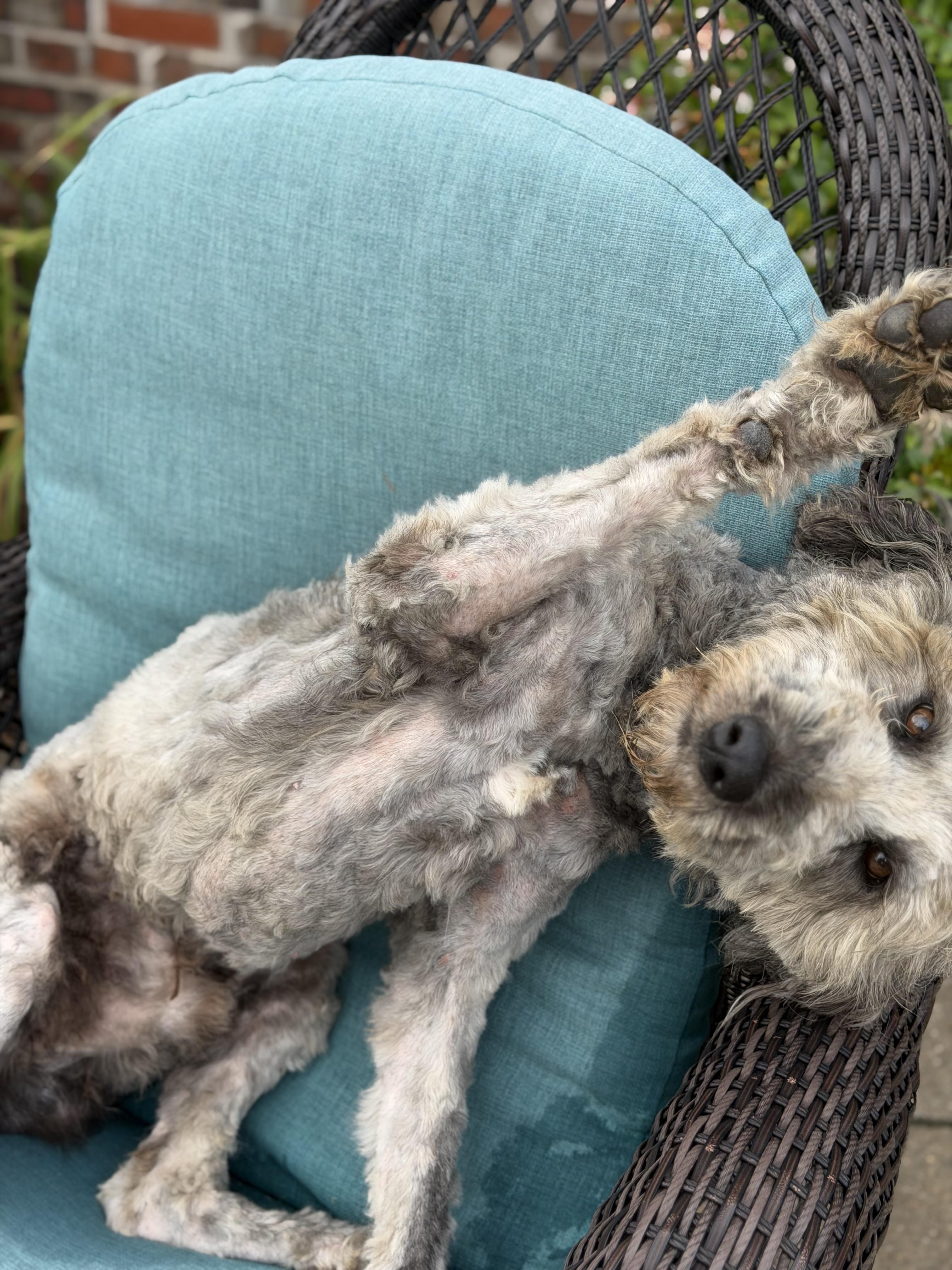Doodley, a Adoptable mixed breed in Yukon, OK image 2/4