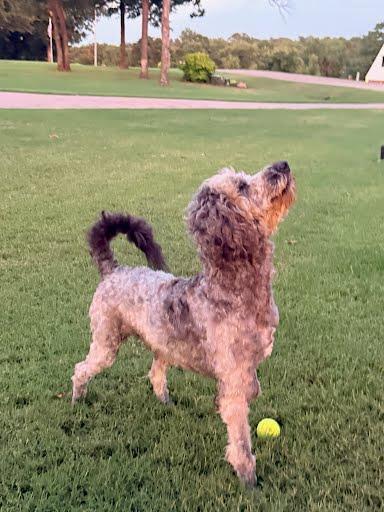 Doodley, a Adoptable mixed breed in Yukon, OK image 4/4