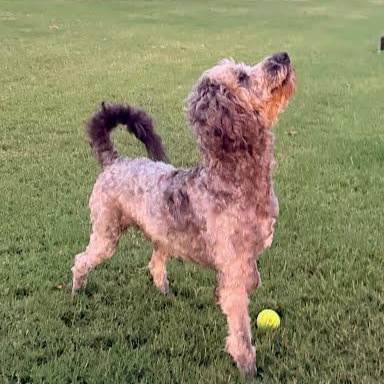 Enlarge Doodley, an adopted mixed breed in Yukon, OK image 2/5