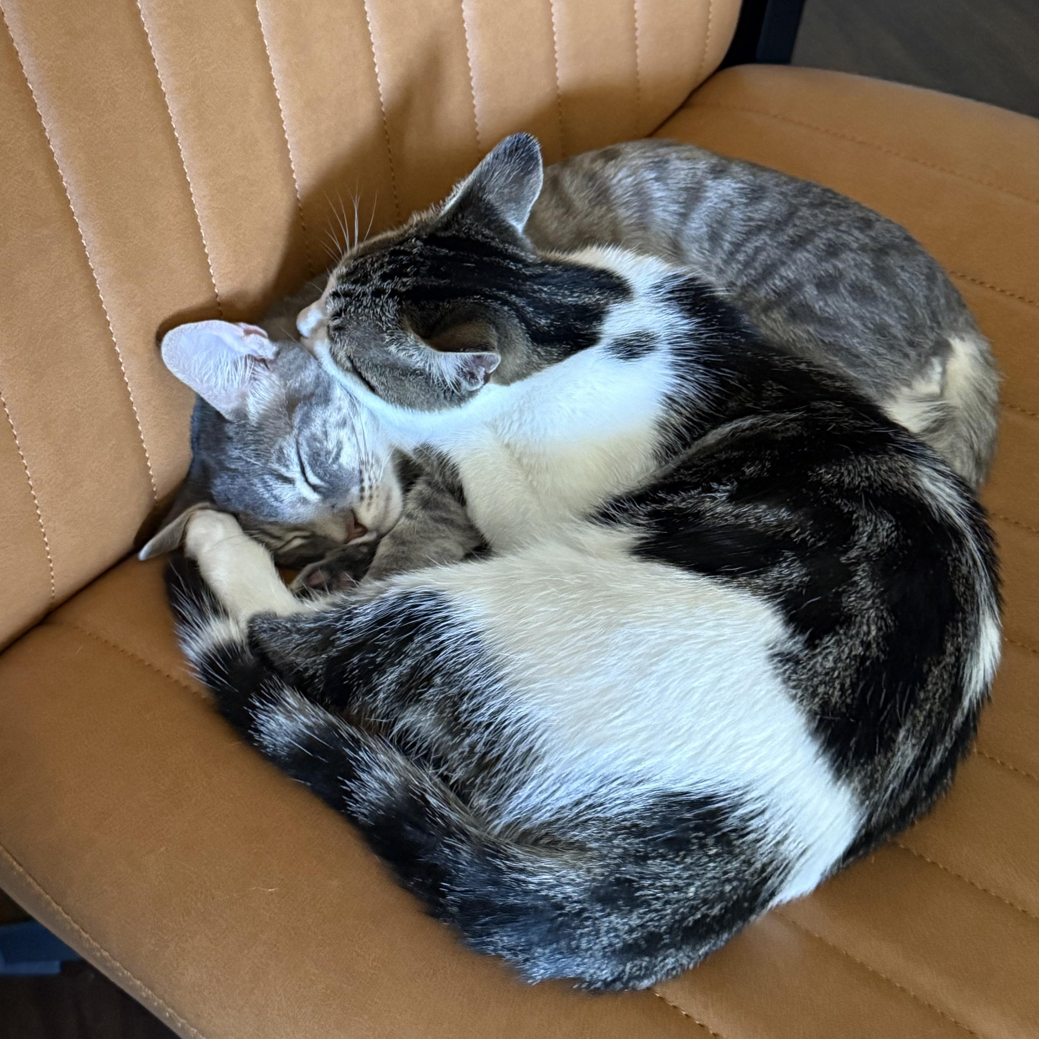 SeaTac and Pearson (bonded brothers)