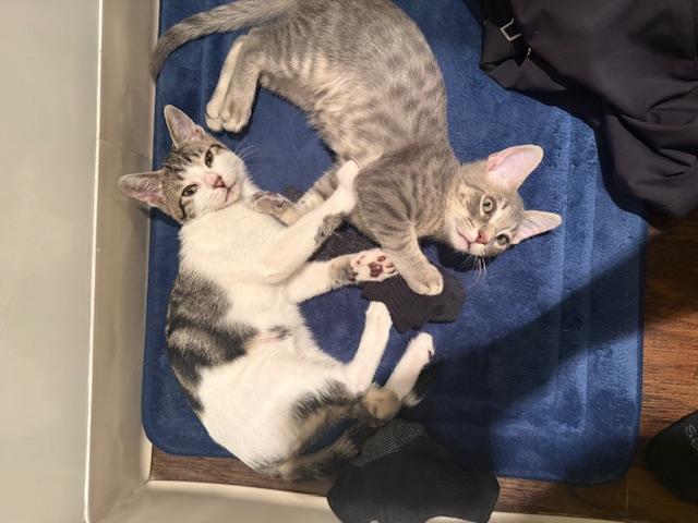 SeaTac and Pearson (bonded brothers)