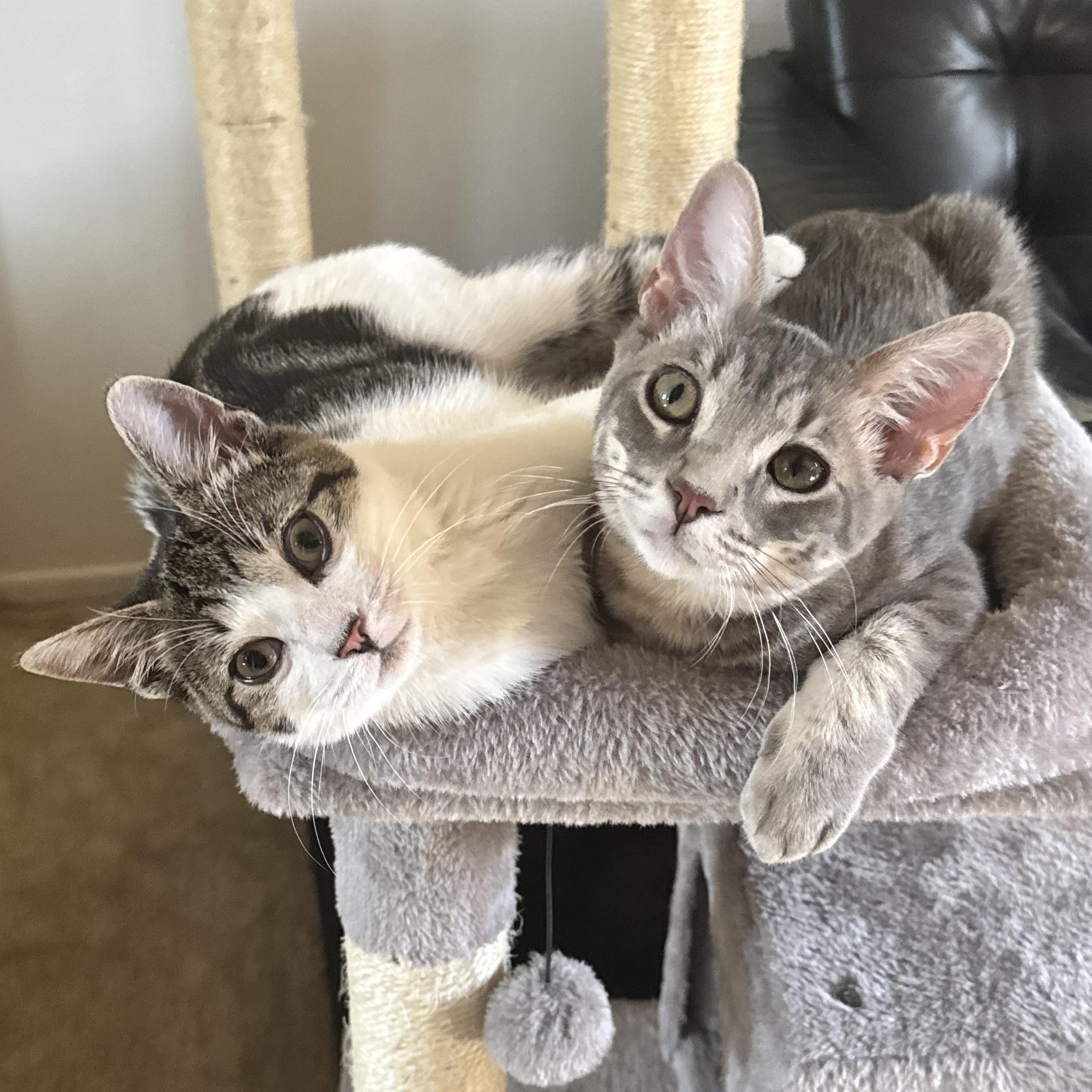 SeaTac and Pearson (bonded brothers)