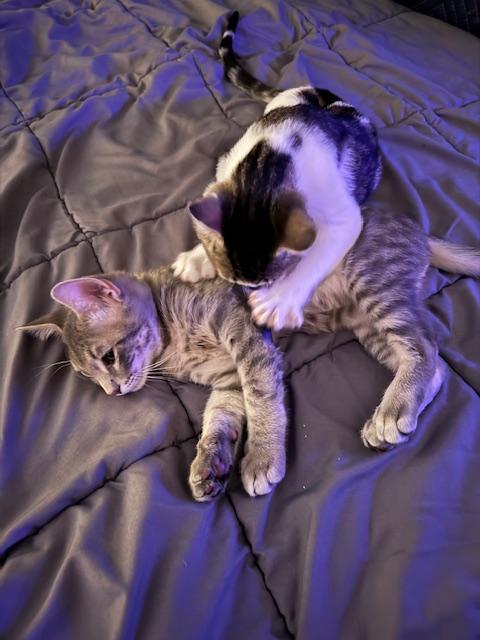 SeaTac and Pearson (bonded brothers) photo 4