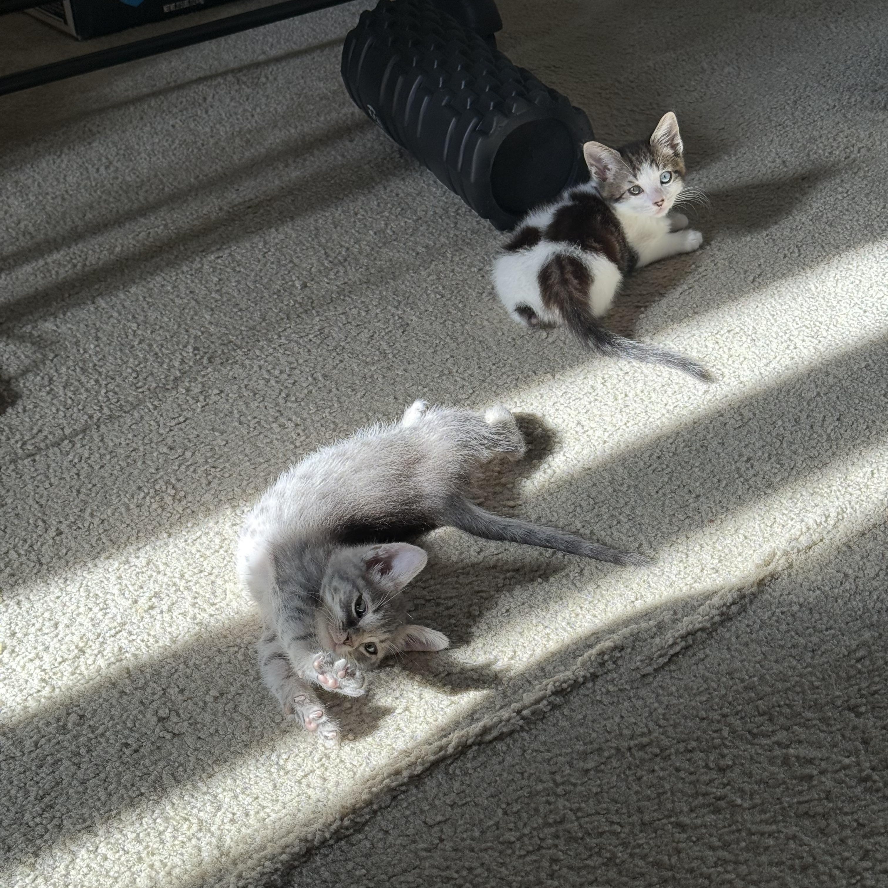 SeaTac and Pearson (bonded brothers) photo 2