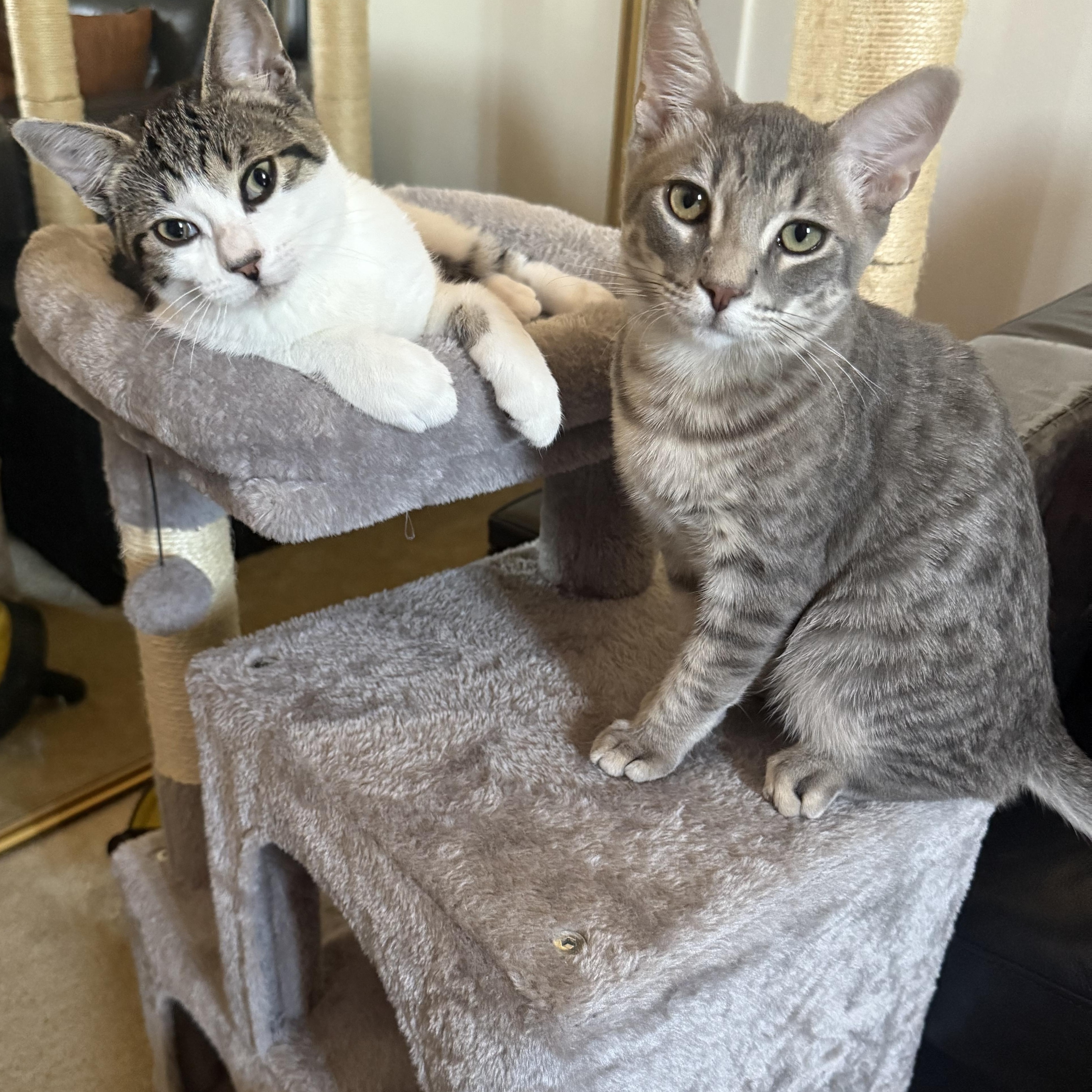 SeaTac and Pearson (bonded brothers)