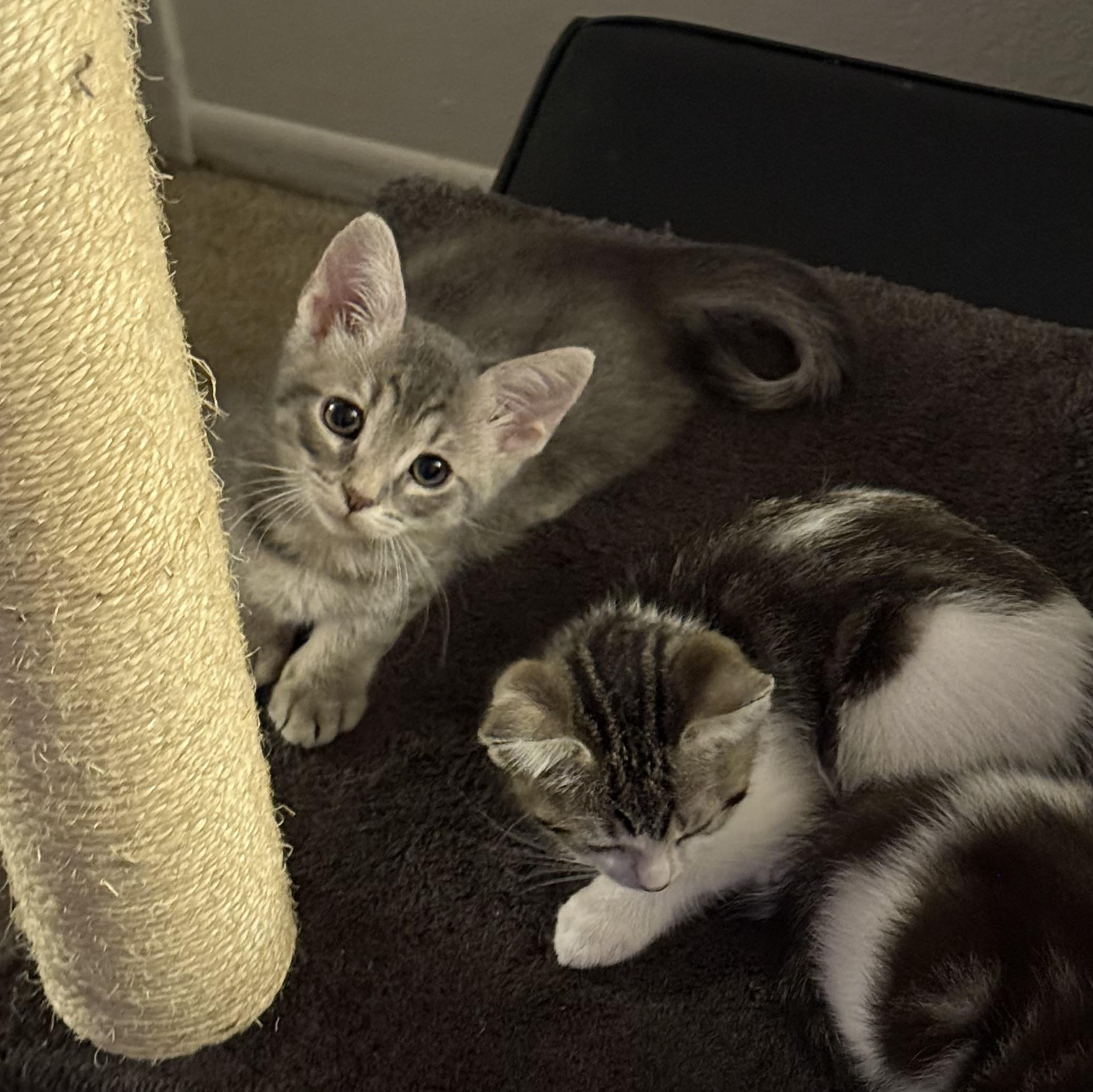 SeaTac and Pearson (bonded brothers)