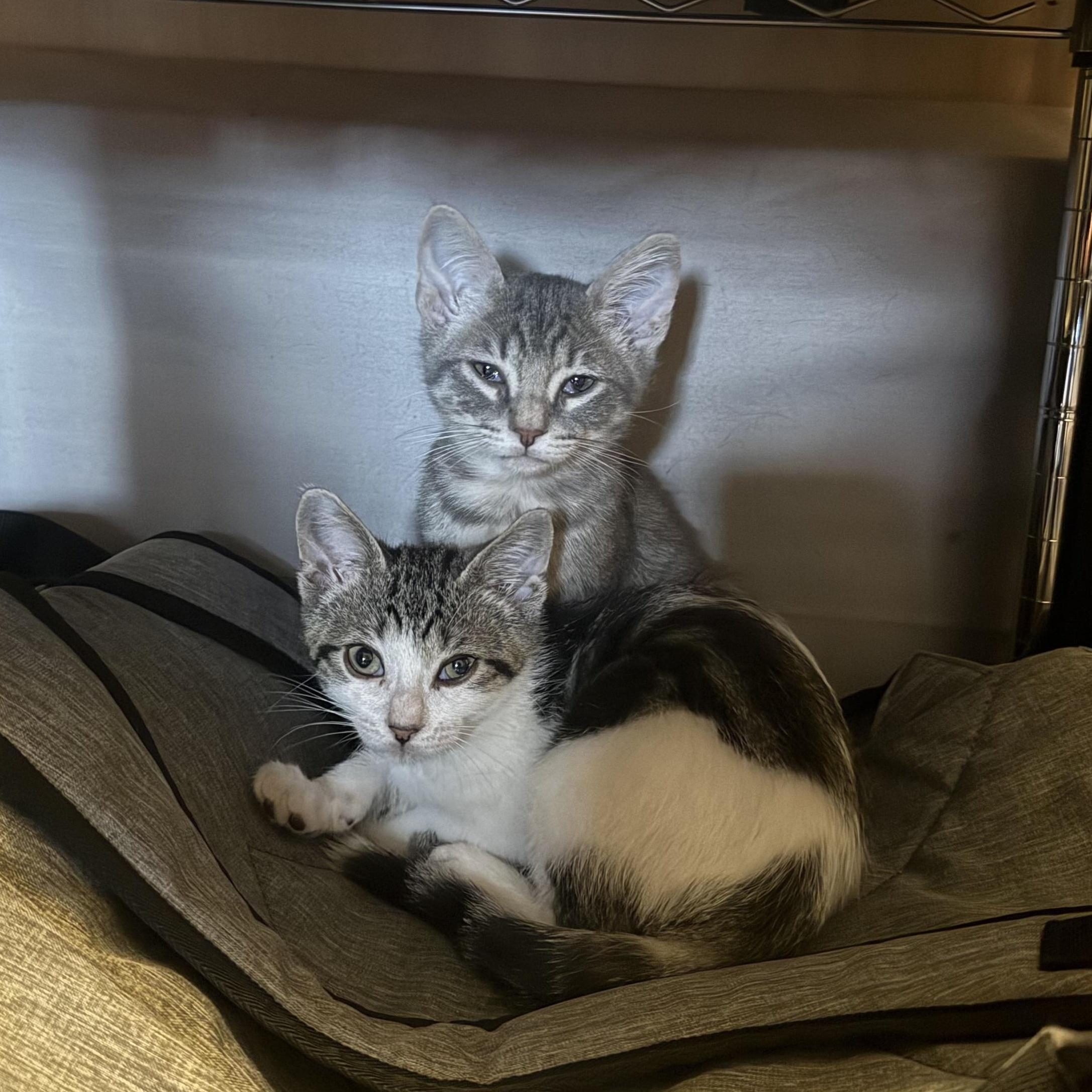 SeaTac and Pearson (bonded brothers)