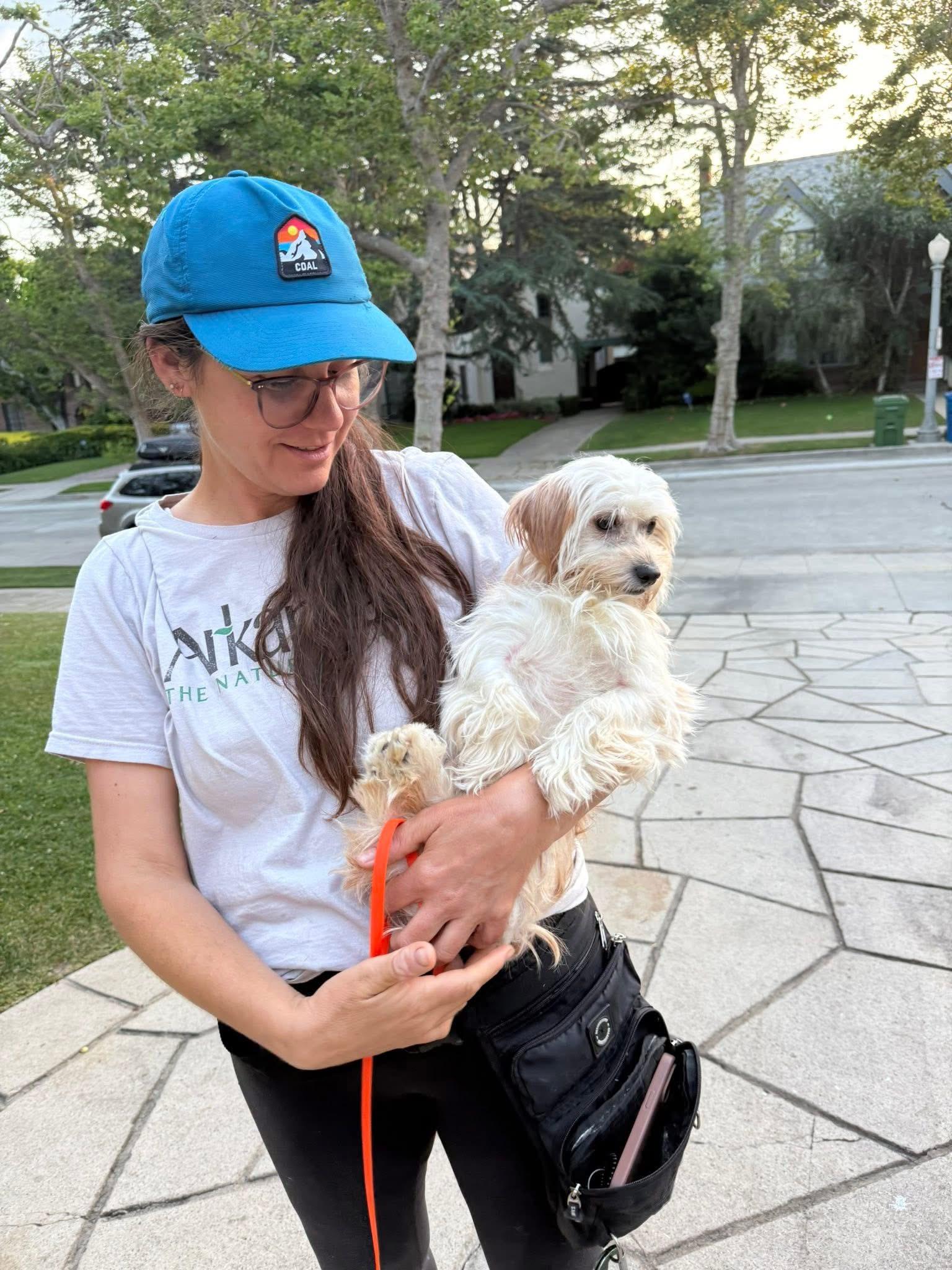 Linda, Adopted, Young Female Havanese & Miniature Poodle.