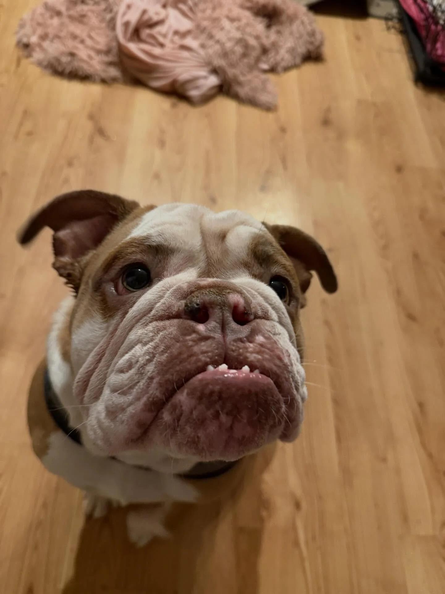 Enlarge Muffin, an adopted English Bulldog in Minneapolis, MN image 5/6