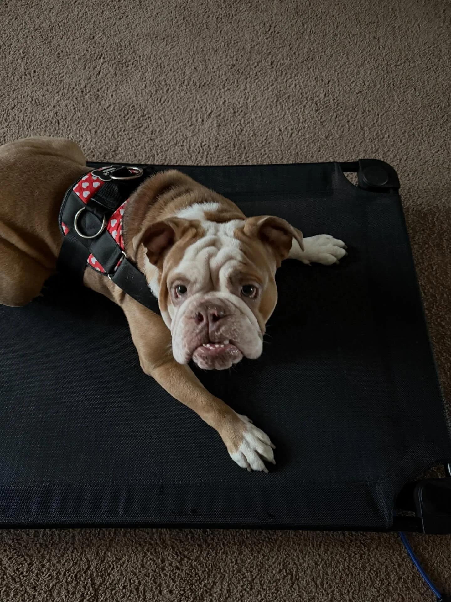 Enlarge Muffin, an adopted English Bulldog in Minneapolis, MN image 4/6