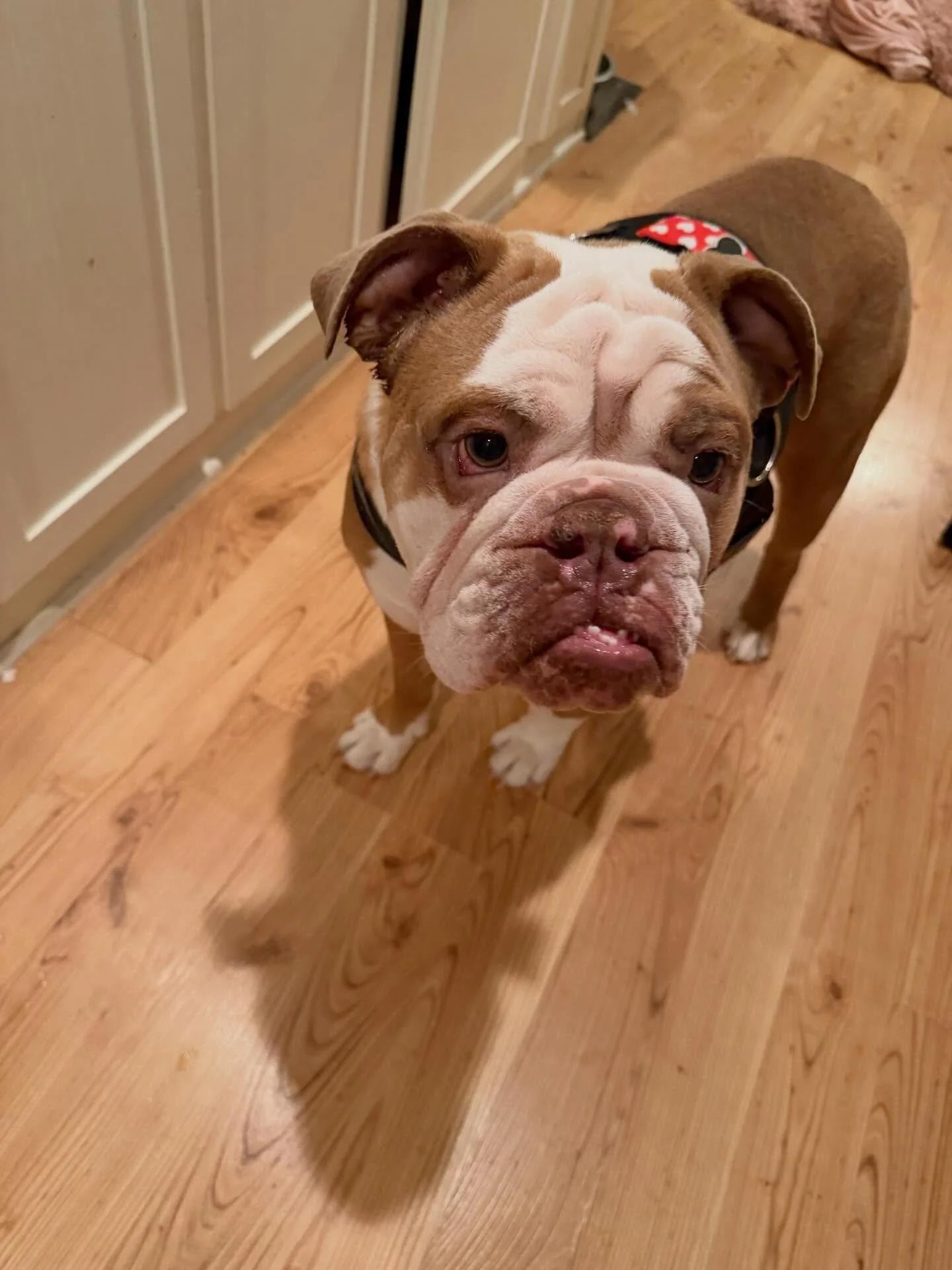 Enlarge Muffin, an adopted English Bulldog in Minneapolis, MN image 6/6