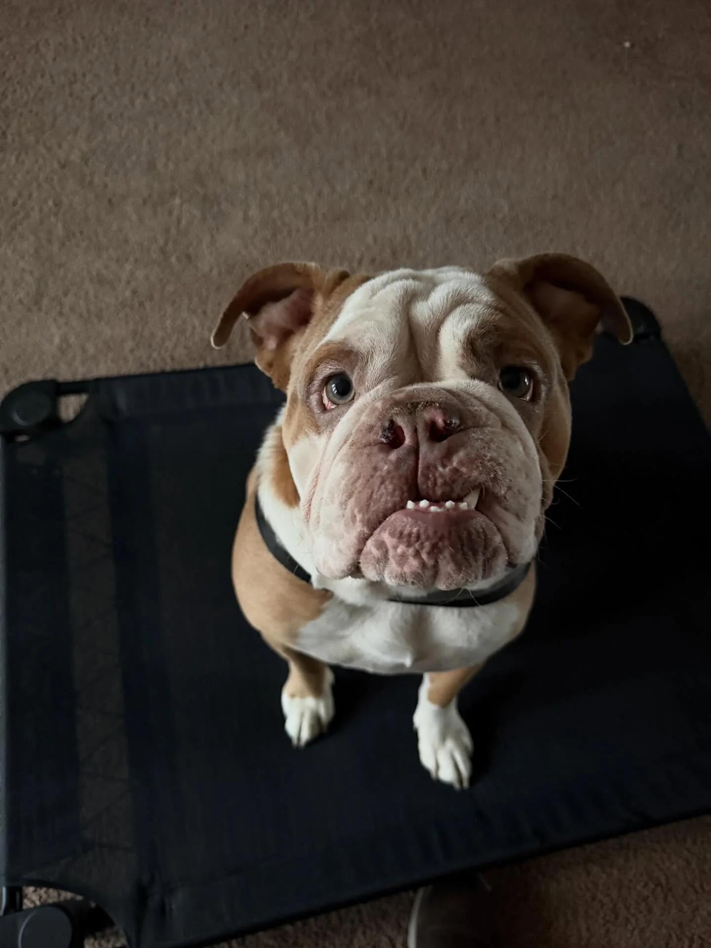 Enlarge Muffin, an adopted English Bulldog in Minneapolis, MN image 2/6