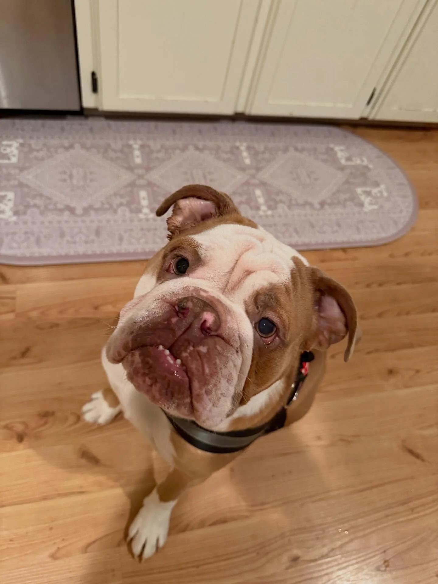 Enlarge Muffin, an adopted English Bulldog in Minneapolis, MN image 1/6
