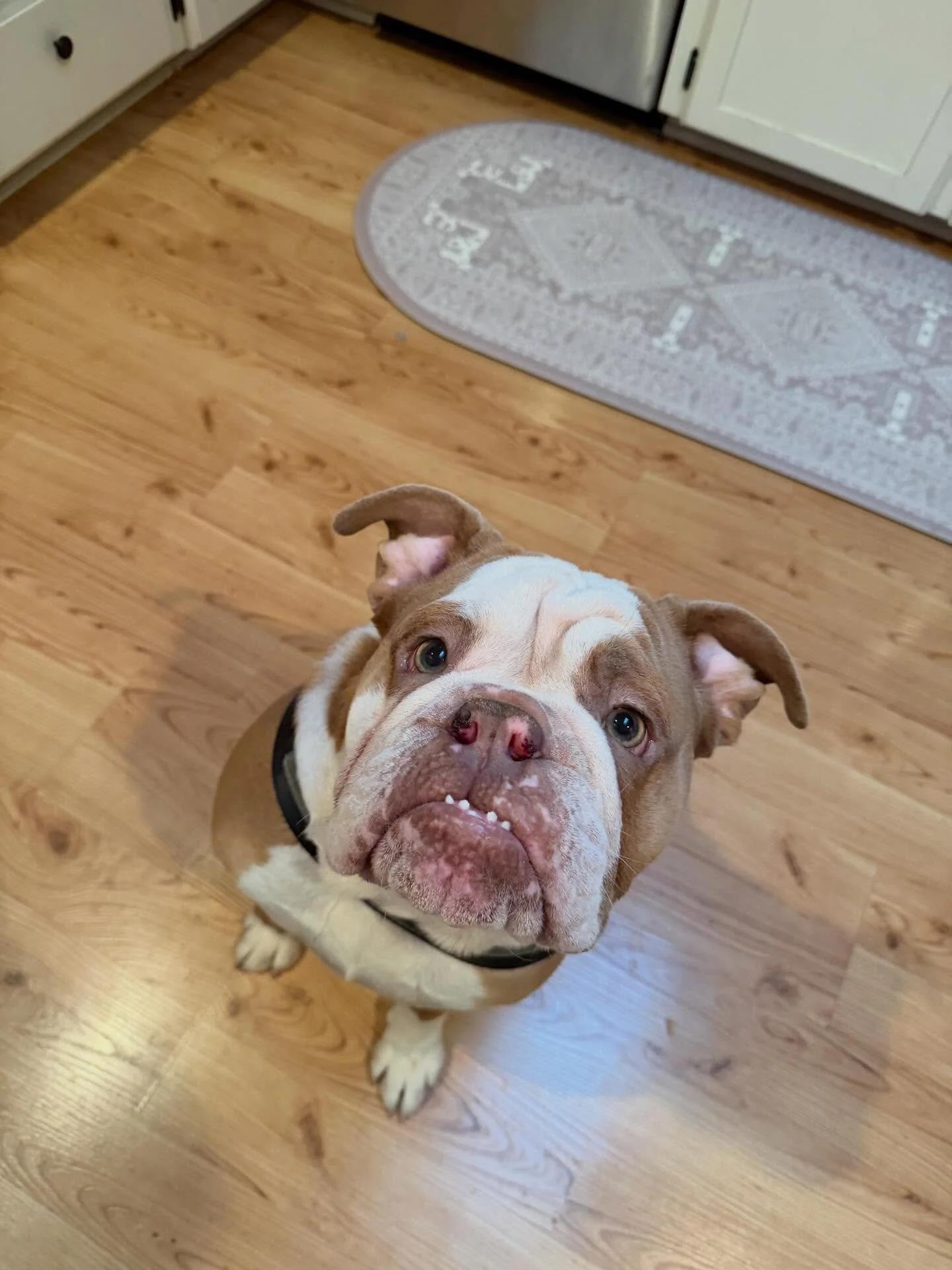 Enlarge Muffin, an adopted English Bulldog in Minneapolis, MN image 3/6