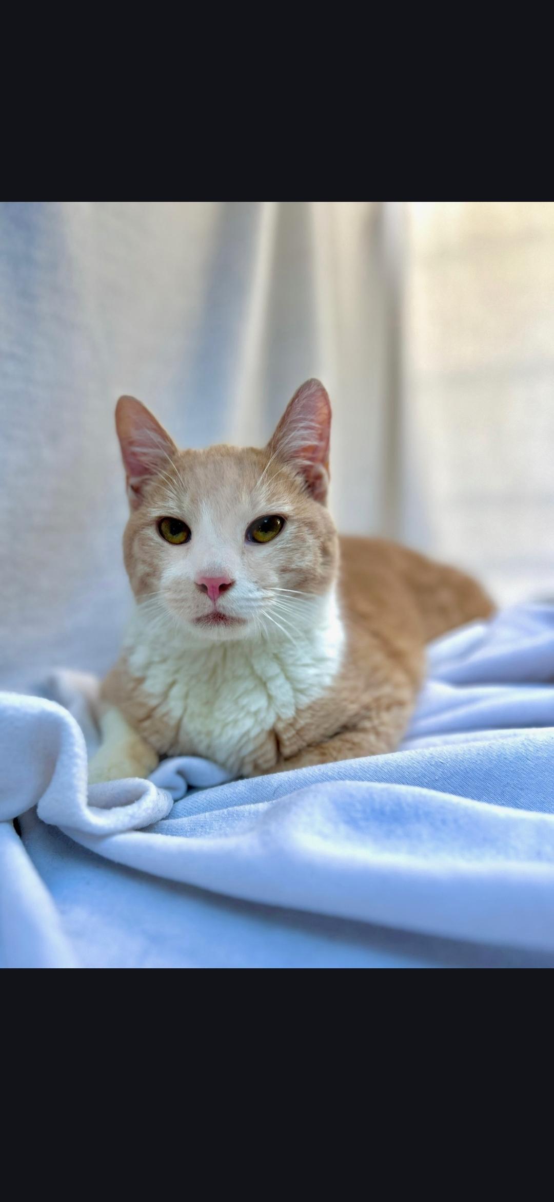 Cadillac., ADOPTABLE, Kitten Male Turkish Van & Domestic Short Hair.