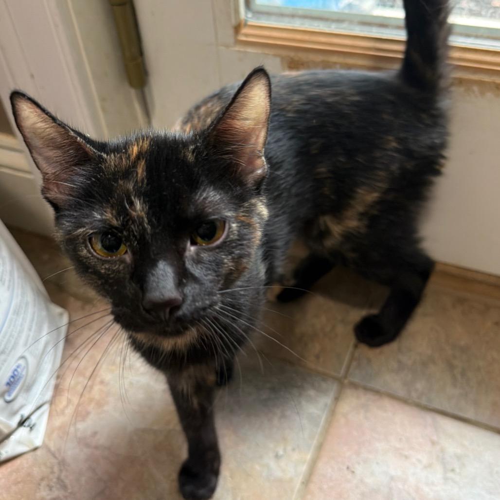 Elarion, a Adoptable Domestic Short Hair in West Chester, PA image 2/6