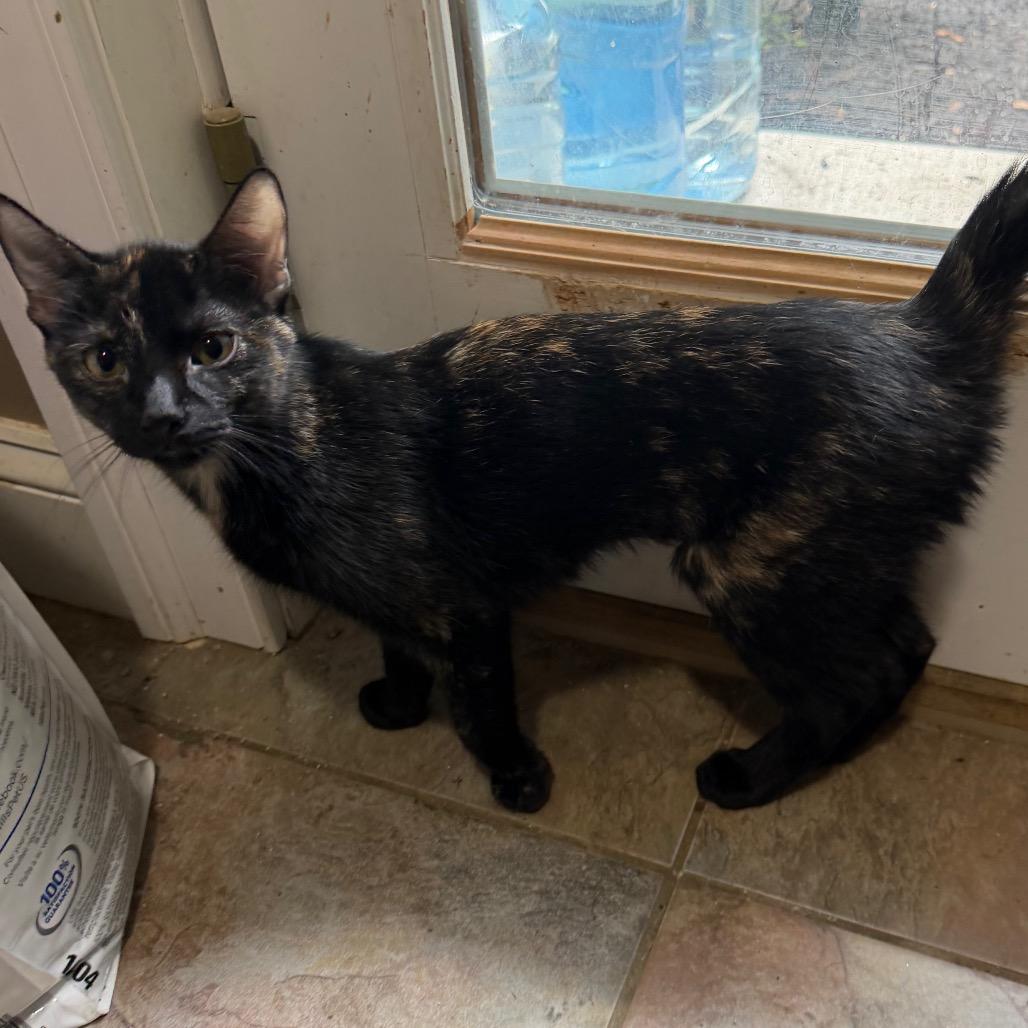 Elarion, a Adoptable Domestic Short Hair in West Chester, PA image 3/6